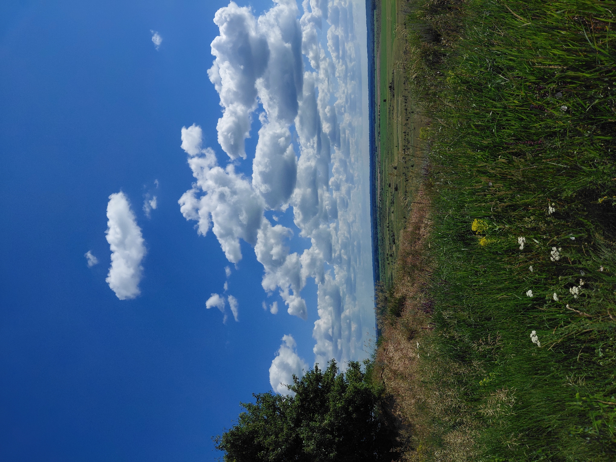 The image depicts a scenic overlook in Ustyvytsia, Ukraine, characterized by a vibrant blue sky filled with fluffy white cumulus clouds. In the foreground, lush green grass and wildflowers dominate, with a large, dark green tree on the left side of the frame, partially obscuring a sloping embankment. The middle ground reveals a vast, rolling landscape of green fields, dotted with scattered trees and shrubs. In the distance, the horizon is a soft, hazy line where the fields meet the sky. The overall impression is one of natural beauty and tranquility under a bright, sunny day.