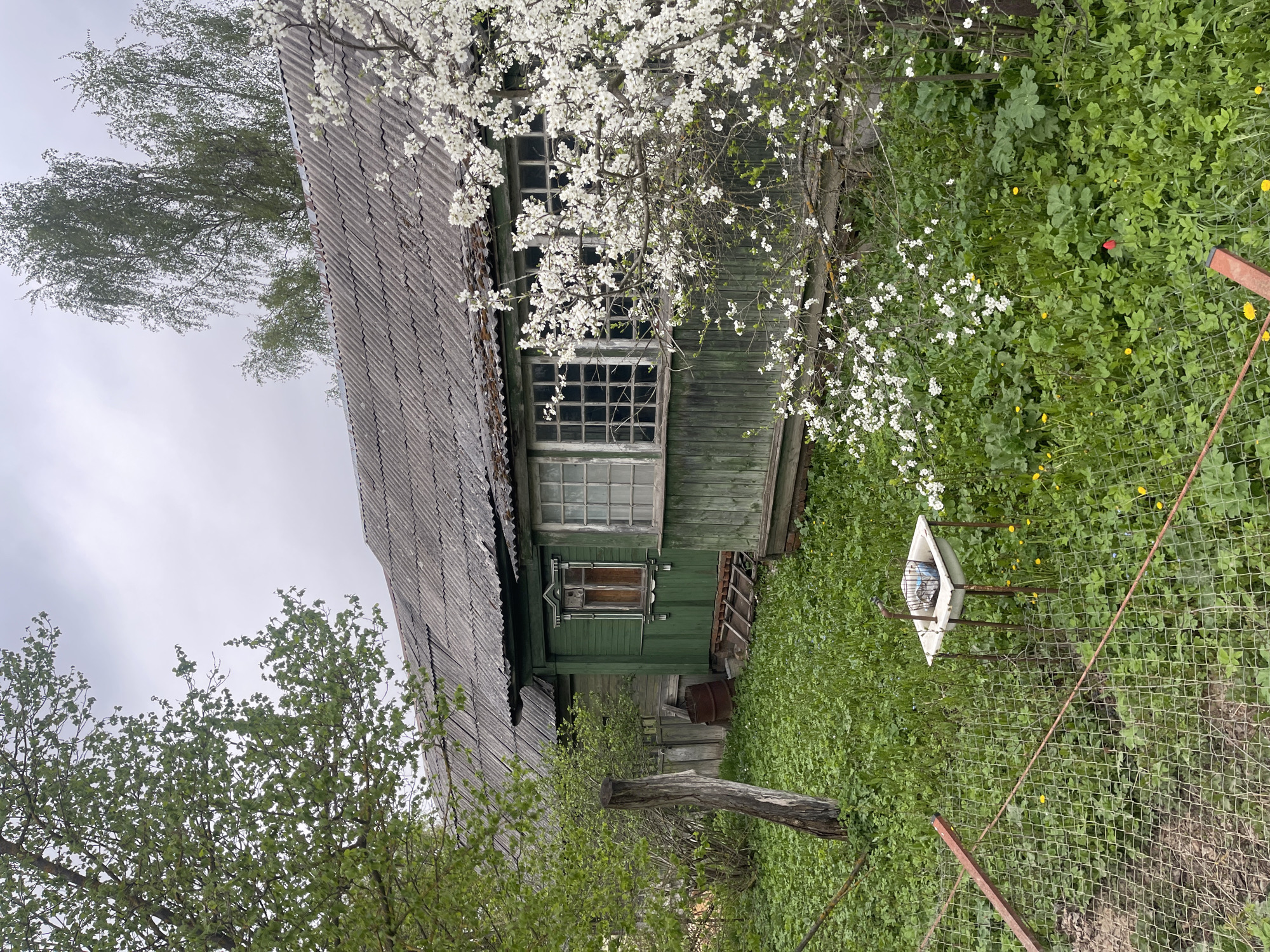 The image depicts a rural scene in Хлябово, Russia. A weathered, green, wooden house with a gray, corrugated roof is partially obscured by foliage. Two multi-paned windows are visible on the front of the house. A blossoming tree with white flowers dominates the upper right quadrant of the image. Tall green grass and weeds cover the ground. A white, triangular object stands on metal legs near a chain-link fence in the foreground. A fallen tree trunk rests on the ground between the house and the fence. The sky is overcast. There are no people visible.