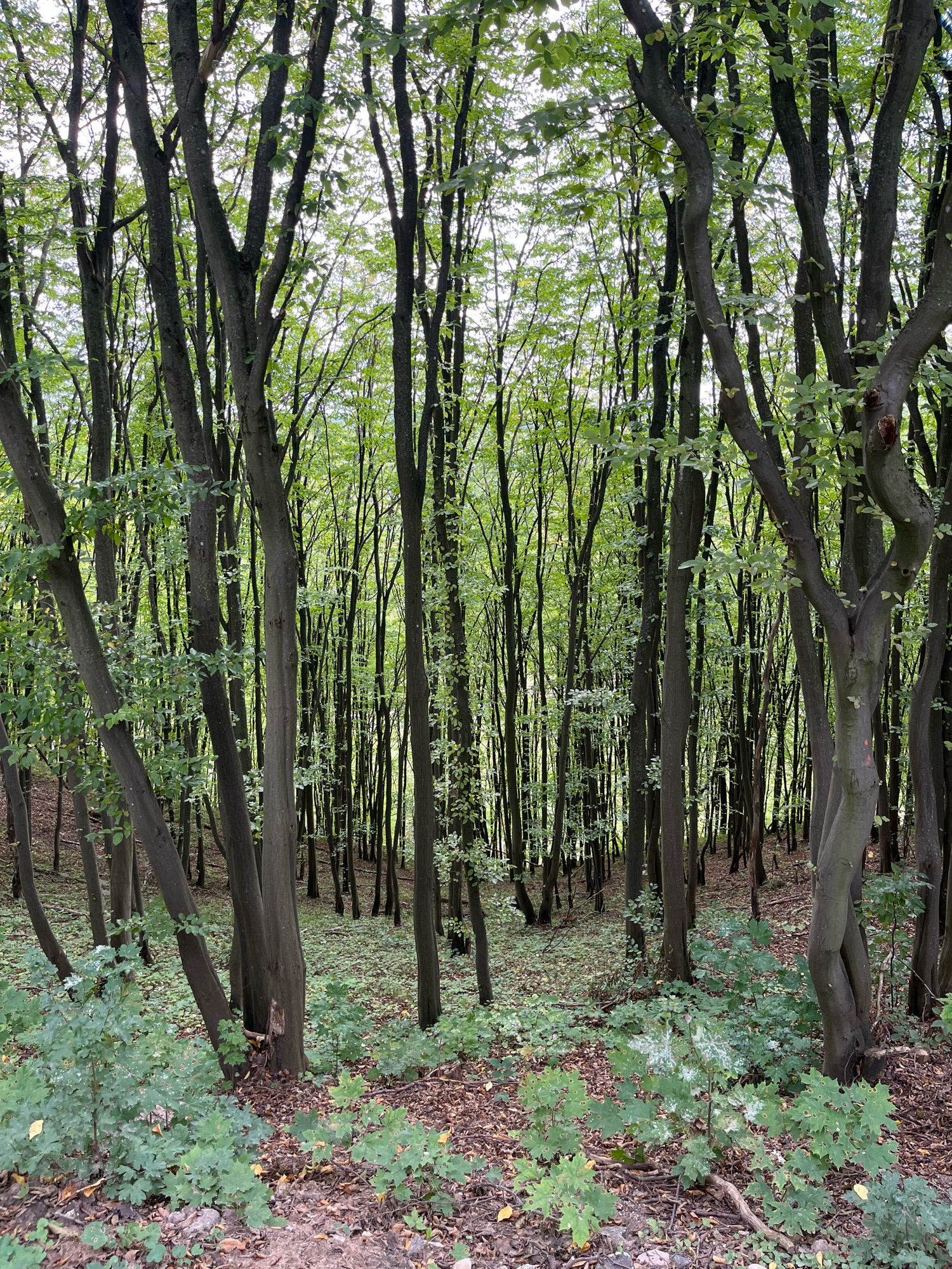 The image depicts a dense forest scene, likely within the city limits of Kaunas, Lithuania, characterized by numerous tall, slender trees with dark bark. The forest floor is covered in fallen leaves and a scattering of low-lying green vegetation, including young saplings with lobed leaves. The canopy of the trees is lush with green foliage, creating a dappled light effect on the ground. There are no people or animals visible in the frame. The overall impression is of a natural, somewhat wild, and verdant woodland environment.