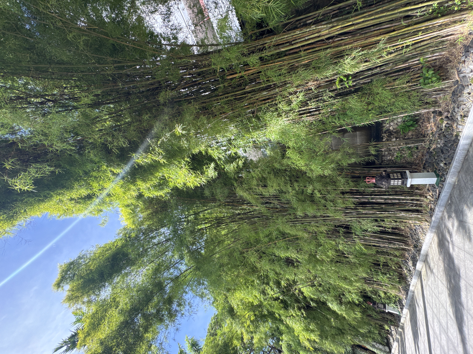 A bamboo forest in Kuta Selatan, Indonesia, borders a paved walkway. Sunlight shines through the dense canopy. A Japanese lantern rests near the walkway edge.