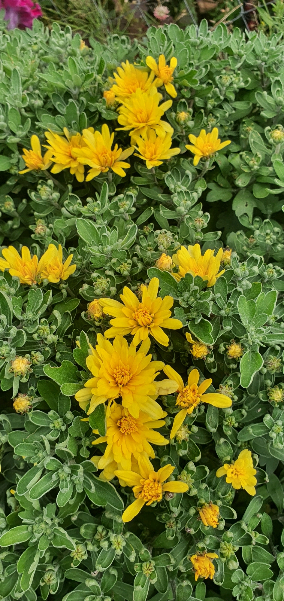 The image is a close-up, vertical shot of a dense cluster of bright yellow chrysanthemums interspersed with their fuzzy green foliage. Numerous flower buds are visible amongst the mature blooms. The background is a blurred continuation of the greenery, with a hint of a fence and some other flowers in muted colors at the top left. The scene is an outdoor garden or park setting. The photograph does not contain any people, actions, or interactions. There is no discernible information about the location within the city of Chastoe, Russia.