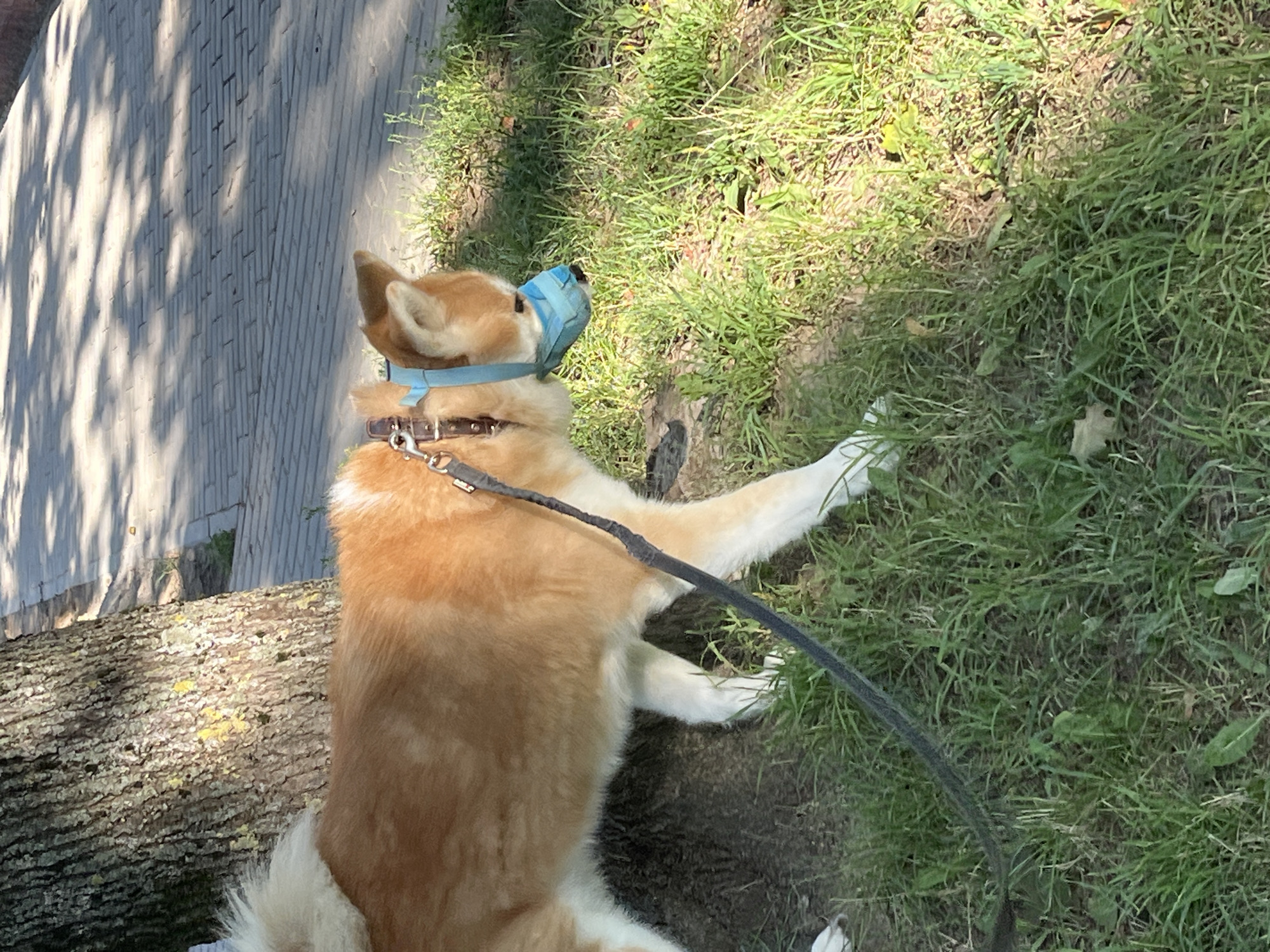 A medium shot captures a tan and white Akita dog wearing a muzzle and collar, standing on grass next to a tree with rough bark. The dog is facing right and is on a leash, which extends out of frame. A paved walkway with dappled shadows from overhead foliage is visible in the background. The scene appears to be in a park or outdoor public space.