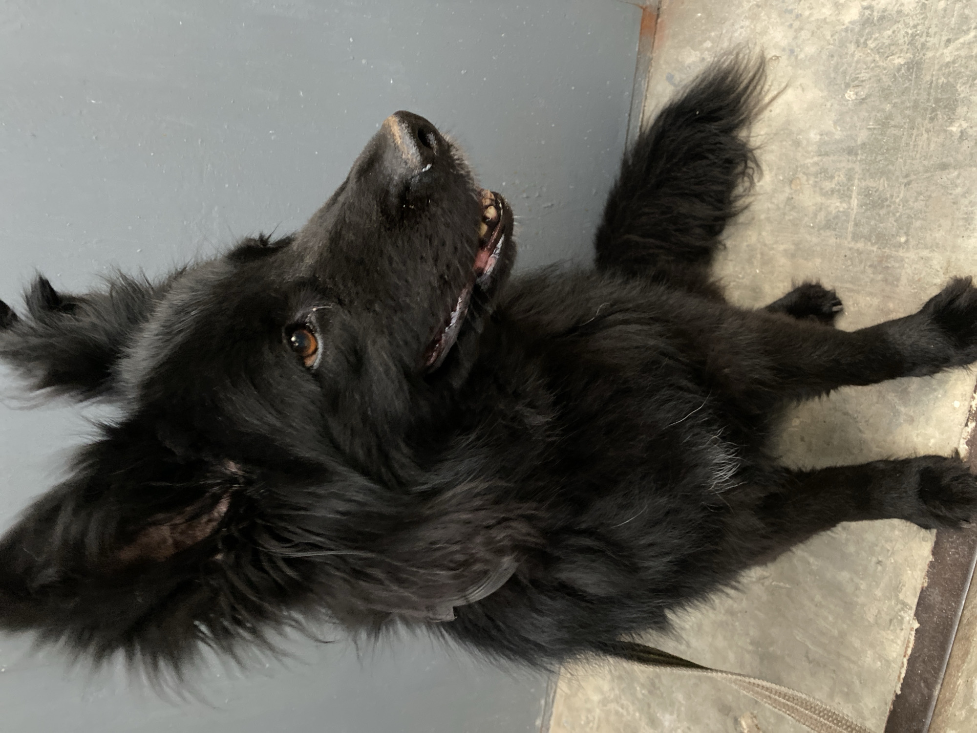 A medium shot captures a black dog with long, shaggy fur sitting in front of a grey wall. The dog is facing to the right, with its head turned towards the camera. Its eyes are a warm brown, and its mouth is slightly open, revealing its teeth. A leash is visible, draped over its left shoulder and hanging down its chest. The dog's tail is bushy and curls around its body. The background is a simple grey wall, and the floor appears to be concrete. The lighting is neutral, highlighting the dog's features without harsh shadows. The dog appears alert and attentive.