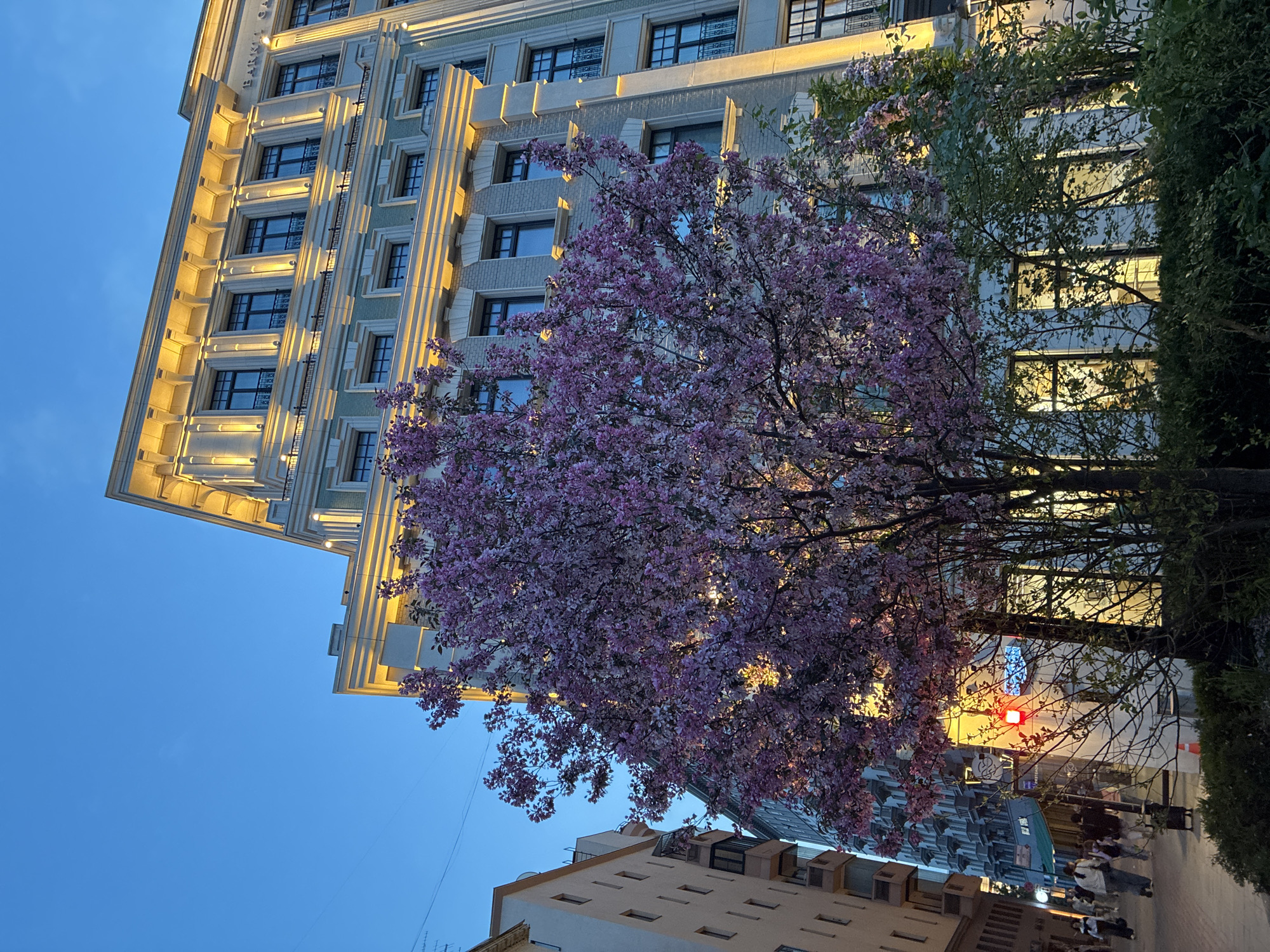 Here's a description of the image:
The image, taken at dusk in Moscow, Russia, shows a street scene dominated by a blossoming tree with pink flowers. Behind the tree is a multi-story building with architectural details and illuminated windows. Lower buildings are visible on the right and in the foreground. People are present on the sidewalk, their activities indistinct. The sky is a gradient of light blue. A traffic light, glowing red, is visible through the branches of the tree.