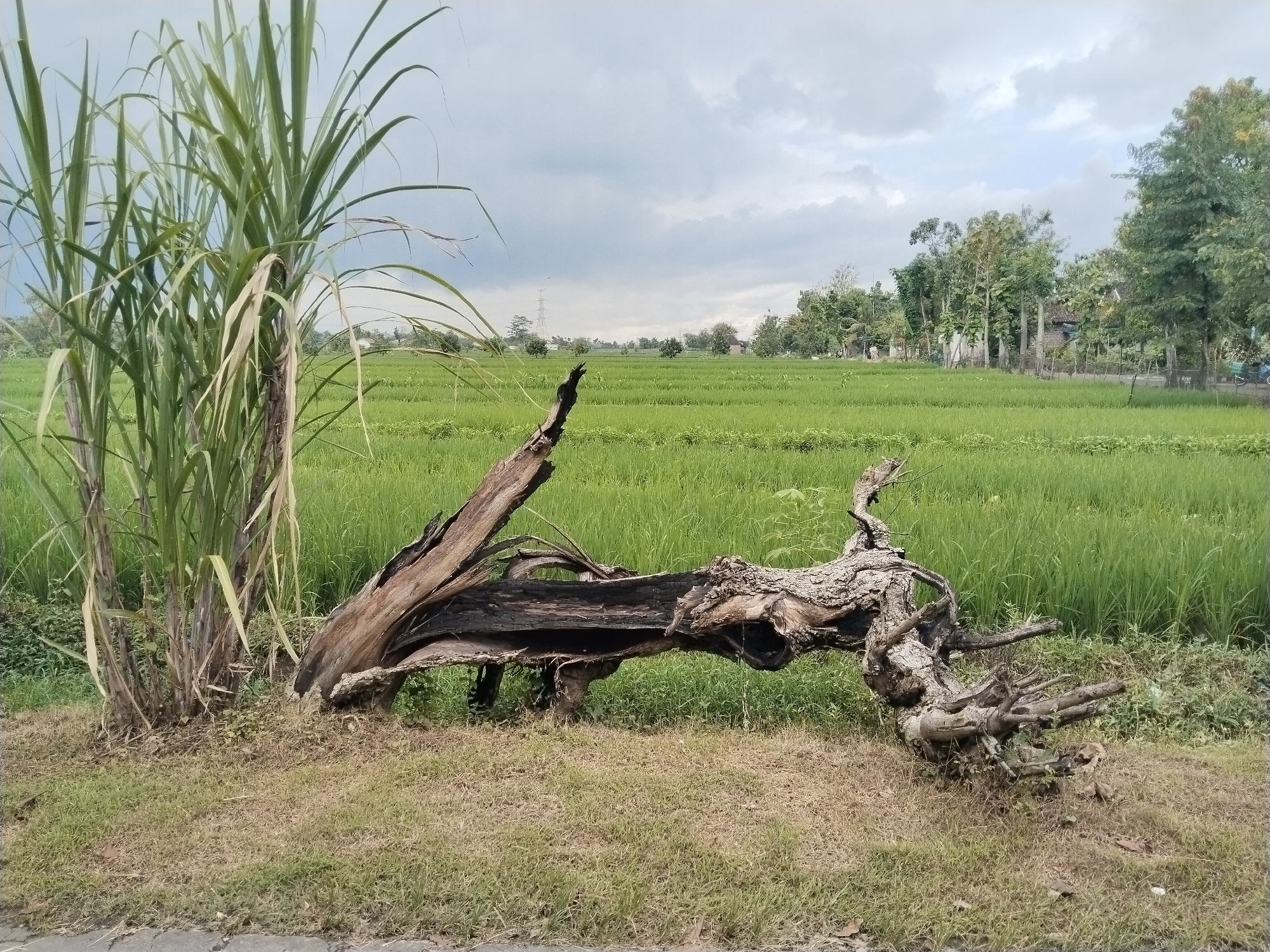 This image presents a tranquil rural landscape dominated by a lush green rice field under an overcast sky. In the foreground, to the left, a dense cluster of tall, leafy green plants, characteristic of sugarcane, stands prominently. Adjacent to it, a large, gnarled piece of driftwood or a dead tree trunk extends horizontally across the frame. This weathered wood features rough textures, exposed roots, and some dark, possibly charred, sections, creating a rustic and natural focal point.
Beyond these foreground elements, an expansive paddy field stretches far into the distance, filled with vibrant green rice plants. The field appears well-maintained, suggesting active cultivation. The horizon is dotted with various trees and distant foliage, along with faint outlines of structures that might be houses or sheds. In the mid-ground on the left, a utility pole or power line tower can be seen against the sky.
The sky is heavily clouded with grey tones, indicating an overcast day. The ground beneath the sugarcane and driftwood consists of dry, patchy grass, bordering a paved edge, likely a road or path. No people are visible, and no specific activity is taking place, contributing to the peaceful and static nature of the scene. The overall setting strongly suggests an agricultural region, likely in a tropical or subtropical climate. There is no visible text in the image.
