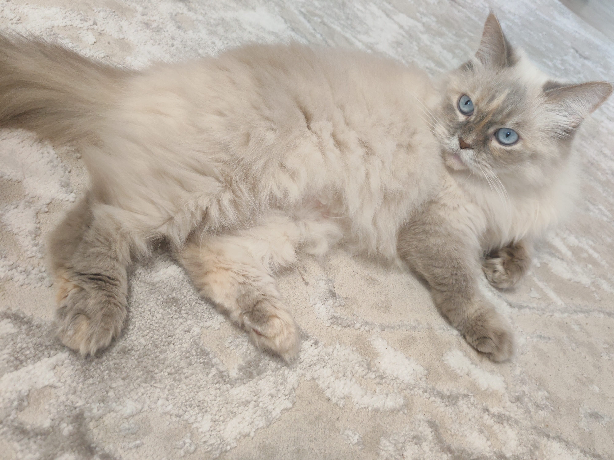 A long-haired cat with blue eyes lies on a patterned rug. The cat has light-colored fur with gray markings on its paws, tail, ears, and face. The rug has a light neutral color with a subtle wavy pattern. There are no people or indications of the location of Podolsk, Russia, visible in the image.