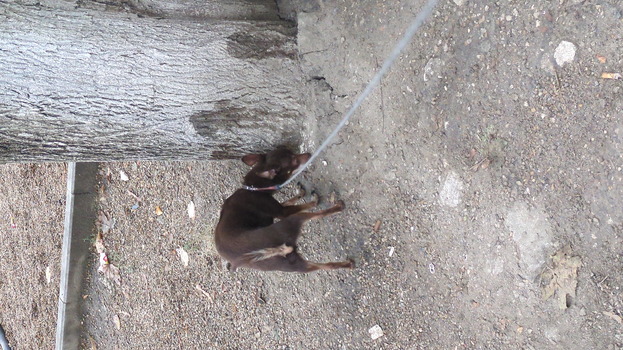 A small, brown dog on a leash is sniffing the base of a large tree with rough bark. The ground is covered with small gravel and dirt, with scattered leaves and some debris, including cigarette butts. A concrete curb is visible in the background, with more gravel beyond it. The scene appears to be outdoors in a park or sidewalk area.