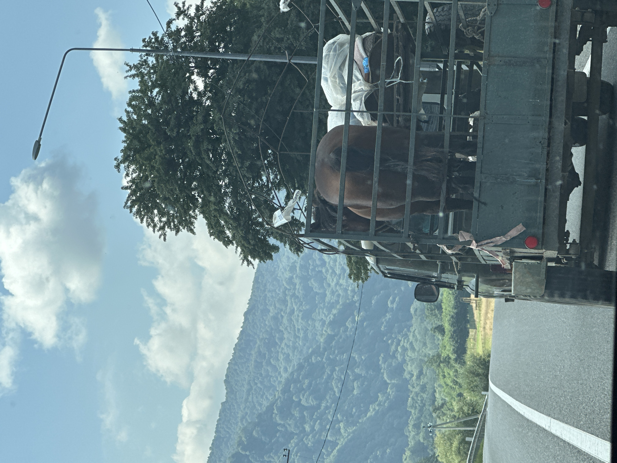An outdoor, eye-level, medium shot captures a dark green utility truck driving on a paved road with a white line down the middle. The truck is transporting two horses in its open-air trailer, which is secured with a metal grate. The horses are a dark brown color and appear to be standing. In the background, a lush green, tree-covered mountain range stretches across the horizon under a partly cloudy blue sky. A streetlamp and a power line are also visible in the background. The scene is a rural landscape.