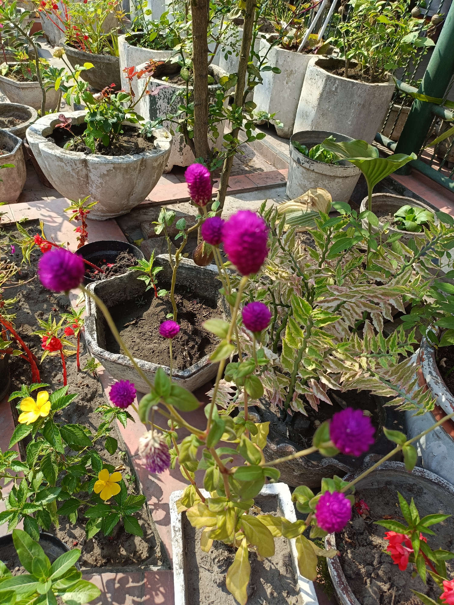 The image depicts a rooftop garden with numerous potted plants. The primary focus is on a cluster of vibrant purple Gomphrena flowers, also known as Globe Amaranth, in the foreground. These flowers are spherical and resemble pom-poms. To the left of the Gomphrena, there are two yellow flowers, likely of the Turnera genus, with green foliage. In the background, various other plants in concrete and ceramic pots are visible, suggesting a well-maintained garden. Some of the background plants have red flowers, possibly Impatiens. The scene is bathed in bright sunlight, casting shadows on the terracotta-colored tiles of the rooftop. The overall impression is one of a lively and colorful urban garden setting. The location is specified as Kediri City, Indonesia.