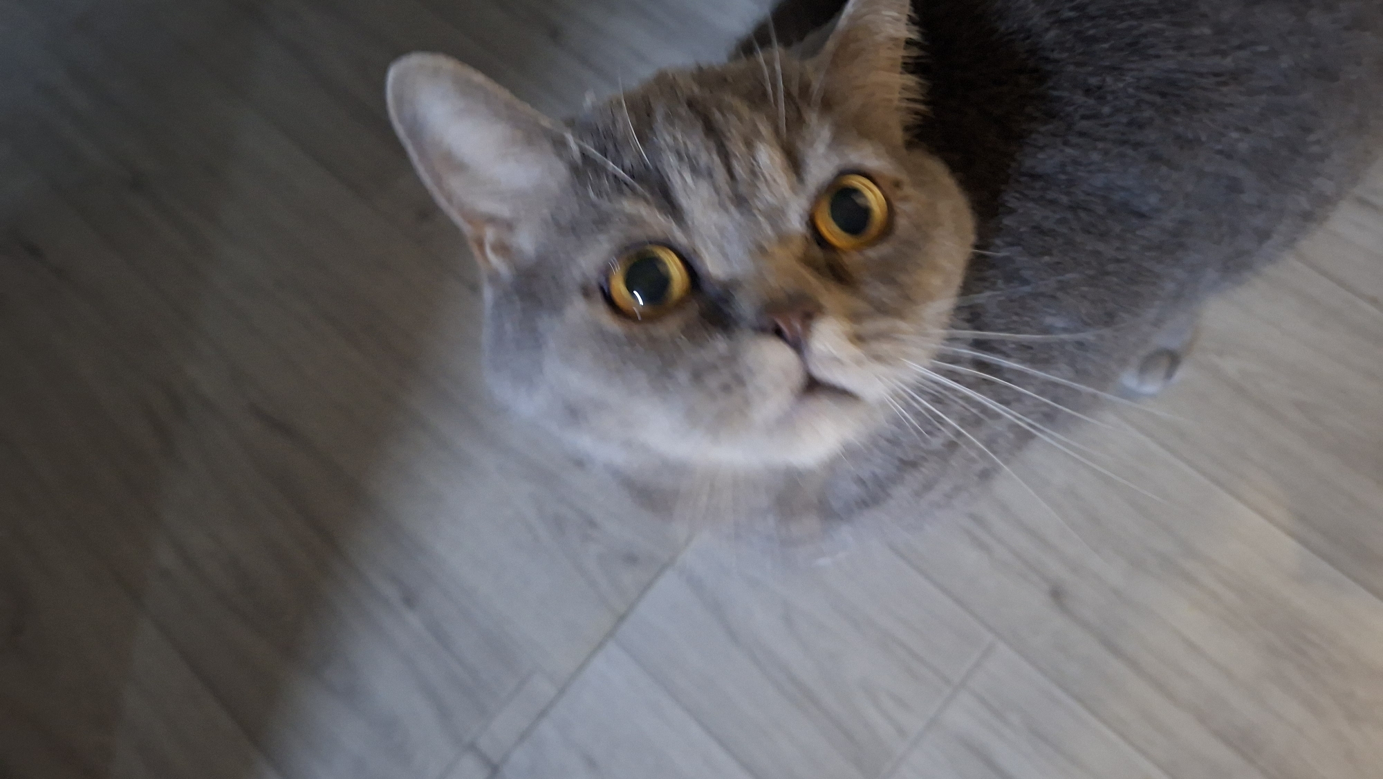 The media file is a close-up, high-angle shot of a grey tabby cat with bright yellow eyes, looking directly up at the camera. The cat's fur is short, and its ears are pointed. Its whiskers are prominent and spread wide. The cat is positioned on a light-colored wooden floor, which has a subtle wood grain pattern. The lighting appears to be artificial, suggesting an indoor setting, possibly during daytime. The cat's expression could be interpreted as curious or expectant. The background is blurred, keeping the focus entirely on the cat. There is no visible text in the image. The scene is static, capturing a moment in time with the cat.