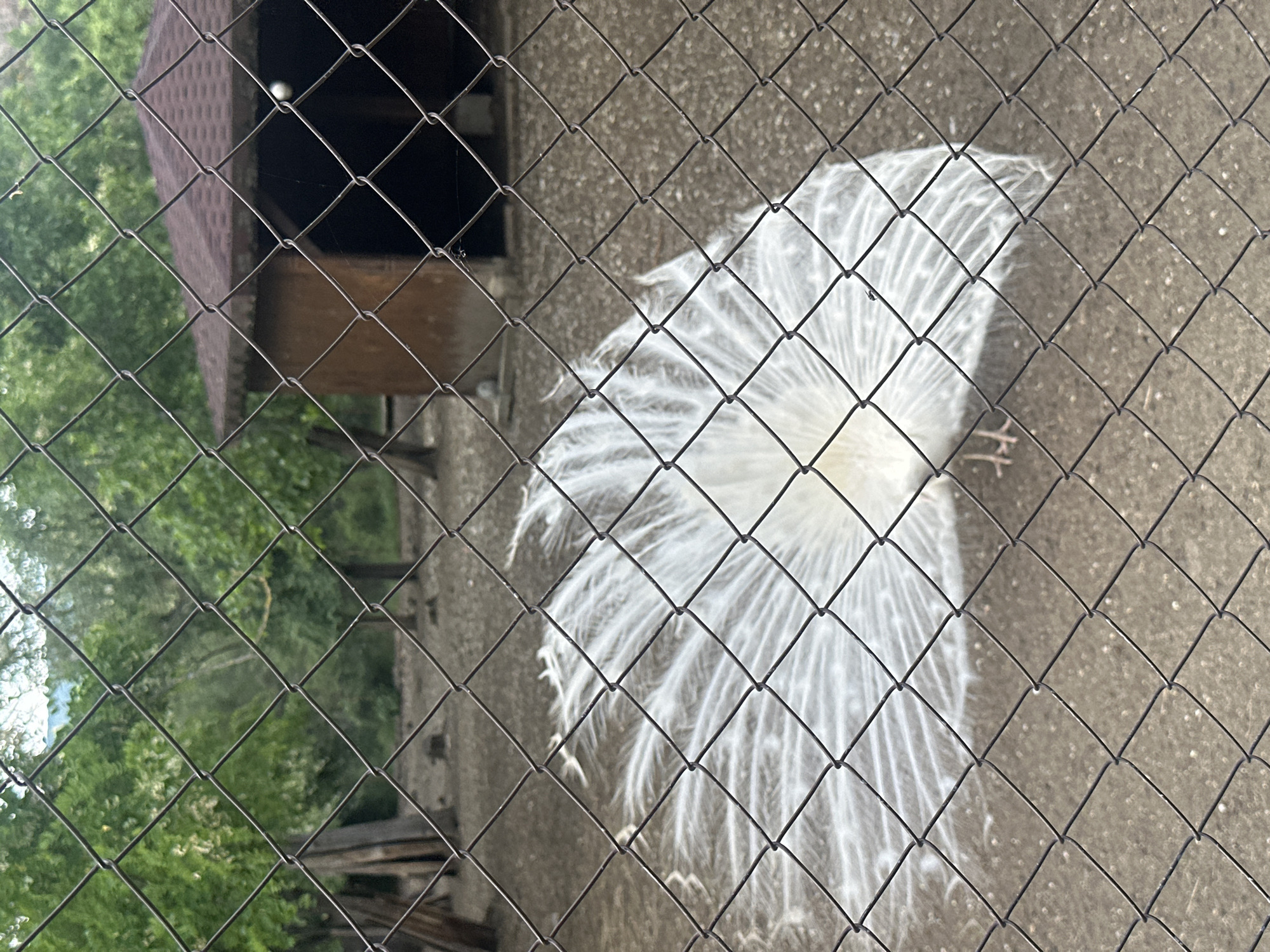 The image shows a white peacock with its tail feathers fanned out, seen through a wire fence. Behind the peacock is a small wooden structure with a brown roof. Beyond the fence and the structure, green trees are visible. The ground is concrete. The photograph appears to have been taken at the Aytos Zoo in Aytos, Bulgaria.