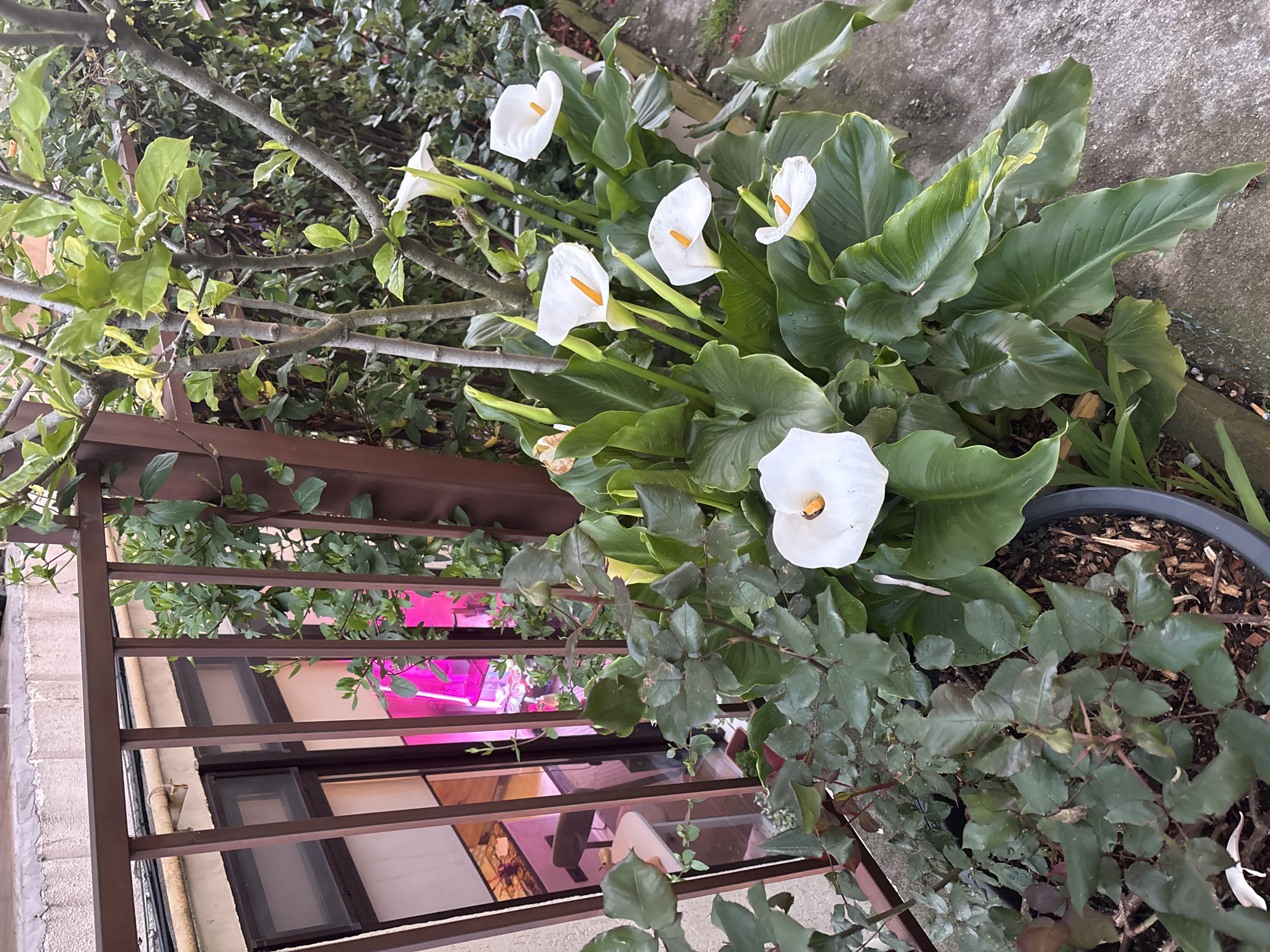 A high-angle shot depicts a collection of potted plants on a balcony or patio. Dominating the arrangement are several calla lilies with white spathes and yellow spadices, surrounded by their large green leaves. The plants appear healthy and well-tended. A metal railing is visible in the lower left of the frame, providing a view to the outside world, which shows a building and greenery. The image appears to be taken in an urban setting. Based on the prompt, this is likely in Sochi, Russia. Other plants with darker green leaves are also visible.