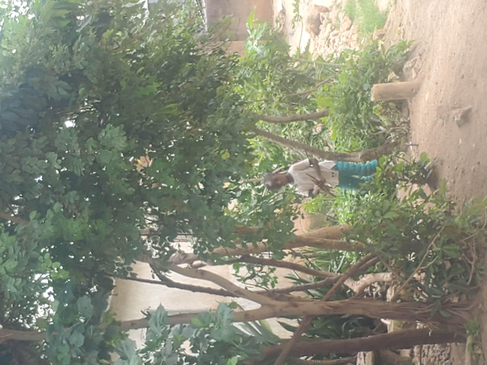 A child stands partially hidden behind trees in a yard. The child, seen from the chest up, wears a white t-shirt and blue pants, and holds what appears to be sticks or branches. The background features a building with a light-colored wall, dense green foliage, and a sandy ground. The scene is set in Jos, Nigeria, suggesting a residential or outdoor area within the city.