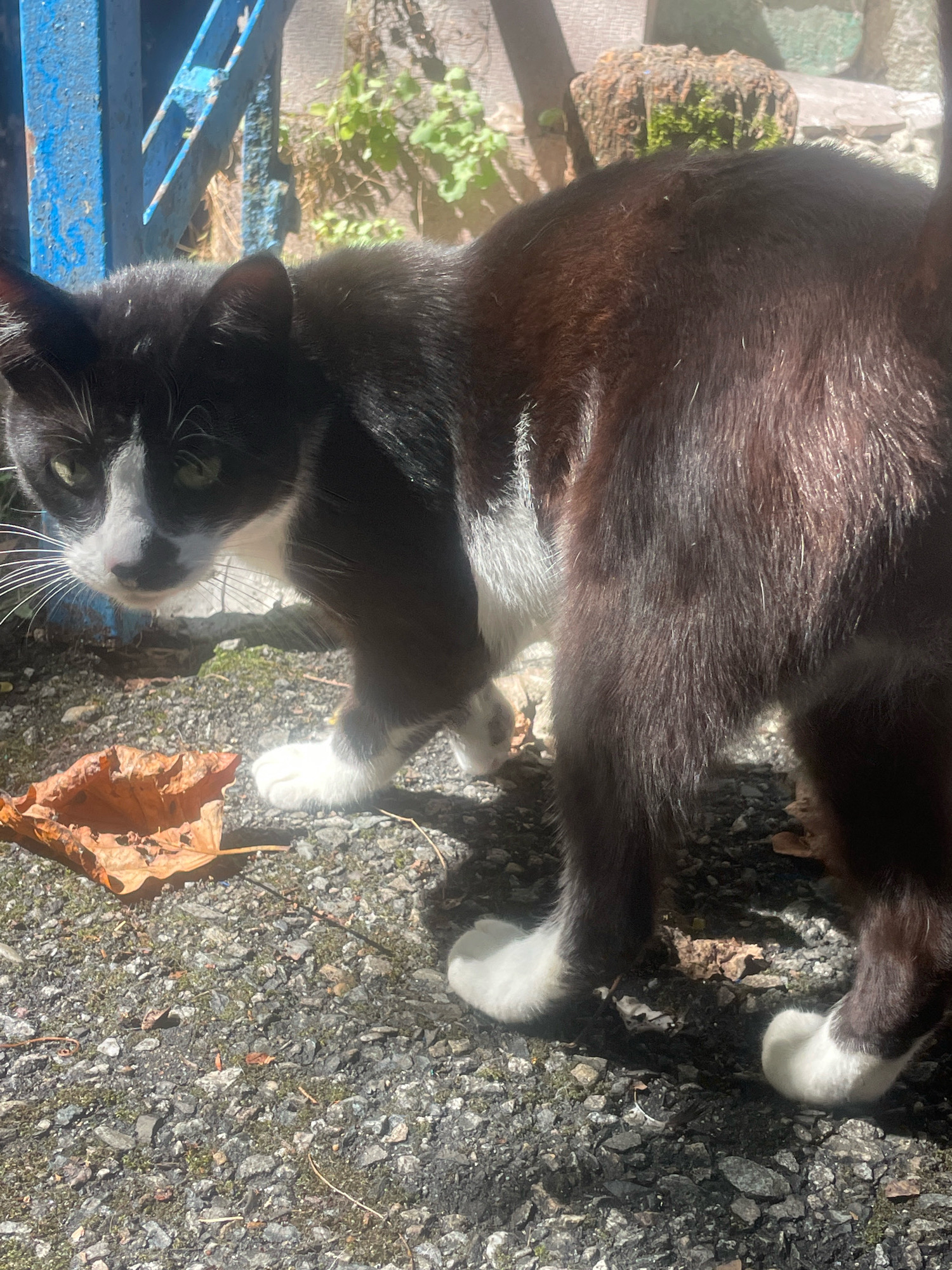 A black and white cat is shown in an outdoor setting, likely a courtyard or alleyway, with dappled sunlight. The cat is primarily black with white markings on its chest, face, and paws. It appears to be sniffing the ground near a dried, brown leaf. In the background, a weathered blue structure, possibly a fence or gate, is visible along with some green foliage and a rough-hewn wooden post. The ground is covered with gravel and small stones. The image does not provide any specific clues to pinpoint its location within the city of Sochi, Russia.