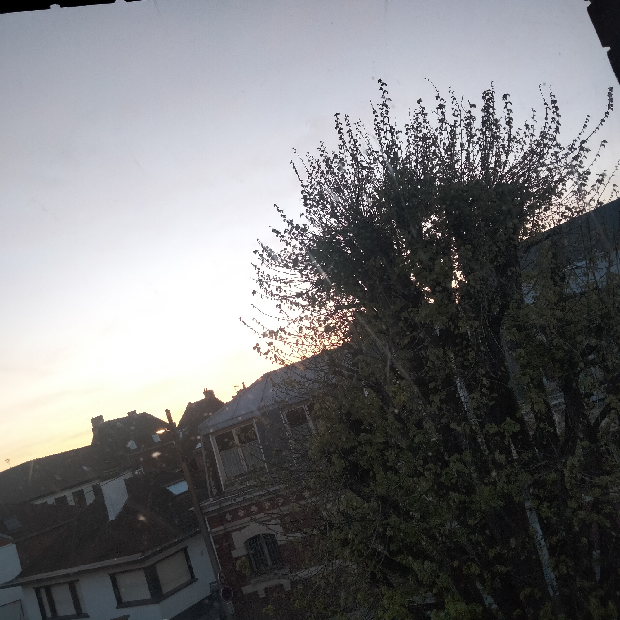 The image shows a view from a window in Lannoy, France, overlooking a residential area during sunset. The sky is light with a gradient of colors from orange near the horizon to pale blue above. Buildings of varying heights and architectural styles are visible, including houses with pitched roofs and a brick building with a distinctive pattern. A large tree with dense branches and some leaves obstructs a significant portion of the view, obscuring some buildings and the sunset.