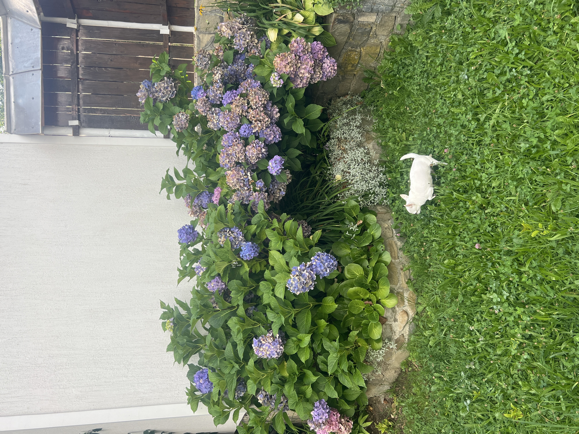 A white Chihuahua stands in a lush green grassy yard in front of a large hydrangea bush with clusters of pink, purple, and blue flowers. To the left is a white textured wall, and to the right, a wooden fence. The yard appears to be a private residential area in Yaremche, Ukraine. The dog is facing to the left, with its tail held high. The hydrangea bush is in full bloom, with some flowers appearing dried and faded. The grass is a mix of clover and other green plants. The scene is illuminated by natural daylight, suggesting it was taken during the day.