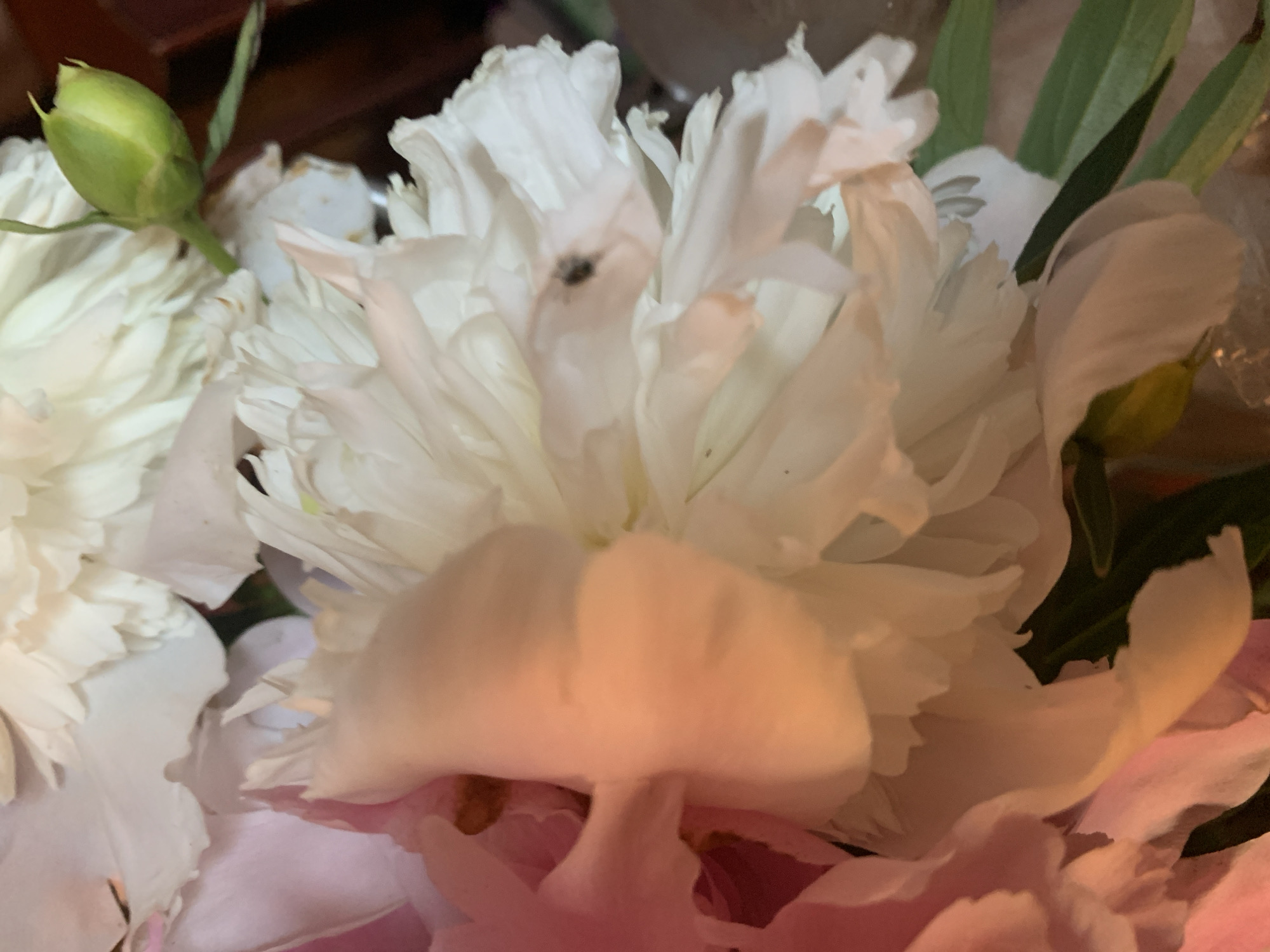 This is a close-up, overhead shot of several peonies in bloom. The flowers are predominantly white and pink, with delicate, layered petals. One white peony is in sharp focus, revealing intricate textures and subtle shading. A small, dark insect is visible on one of its petals. To the upper right, a green peony bud is tightly closed, with a hint of its stem. The background is dark and blurred, suggesting a natural setting or a dimly lit indoor space. The scene's composition emphasizes the beauty and fragility of the flowers. The image does not contain any elements that can be used to determine its location in Lindo-Pustyn' (Kantaurovskii S/S), Russia.