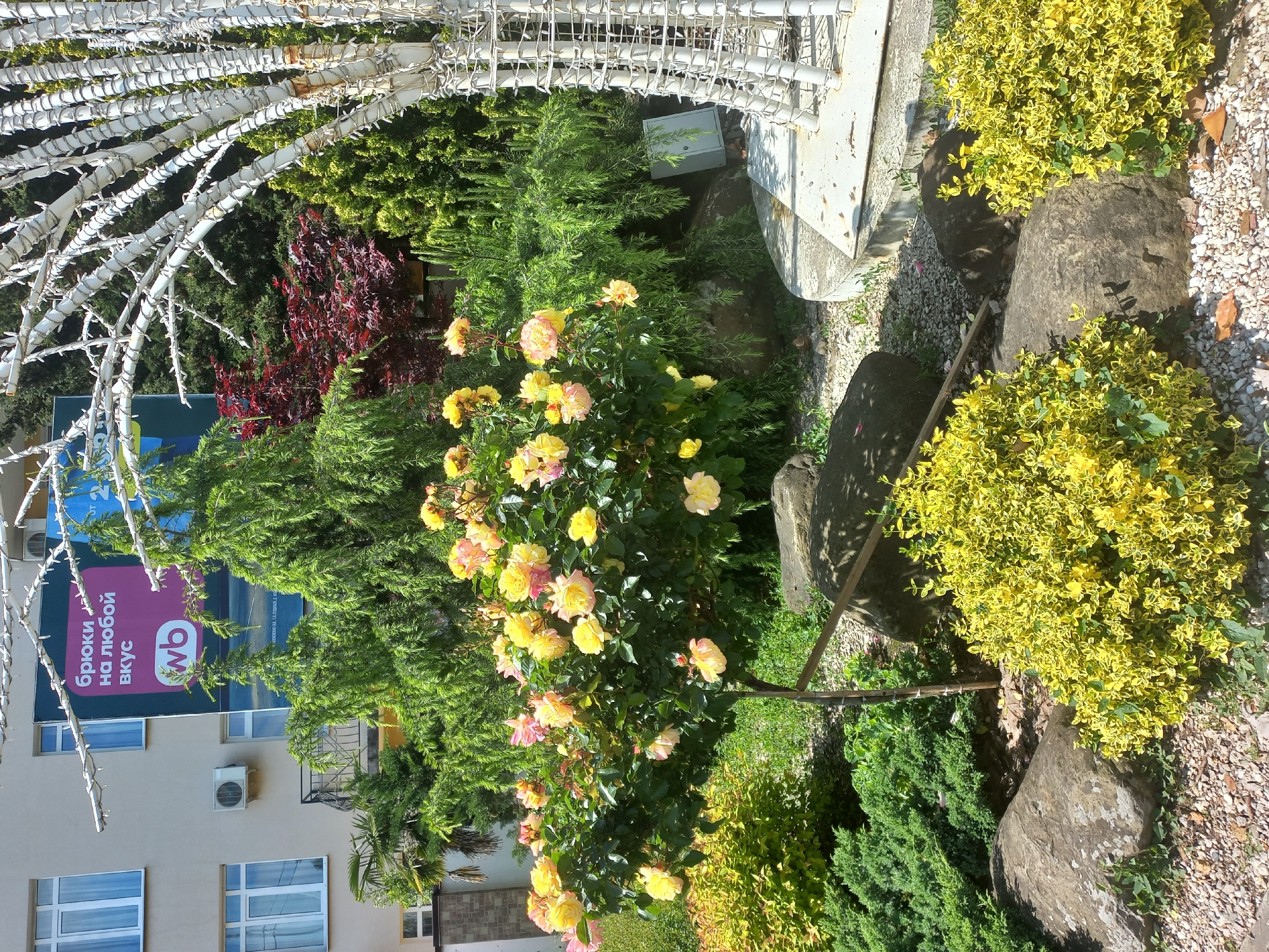 The image depicts a lush garden scene in Sochi, Russia, where a rose bush with yellow and pink flowers is in full bloom. The bush is surrounded by various green plants and shrubs, with some featuring yellow variegation. Large, gray stones are integrated into the garden design, and a white, arched trellis partially frames the scene. In the background, a building with windows and an advertisement in Russian is visible, suggesting an urban setting. The environment is characterized by a combination of natural and man-made elements, typical of a well-maintained city garden.