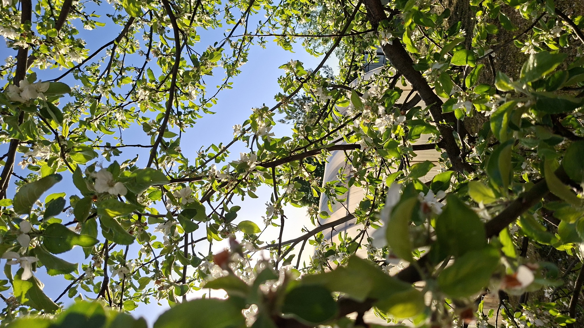 The image shows a view looking up into the branches of a blooming tree, likely an apple or similar fruit tree, with white flowers and green leaves against a blue sky. Some branches are in sharp focus, while others are slightly blurred due to depth of field. Sunlight filters through the leaves, creating highlights and shadows. A structure, possibly a building or greenhouse with a translucent roof, is partially visible through the branches on the right side of the frame. The perspective is low, suggesting the photo was taken from the ground looking upwards. The specific location is Большой Букор, Russia. There is no presence of any human being on the frame.