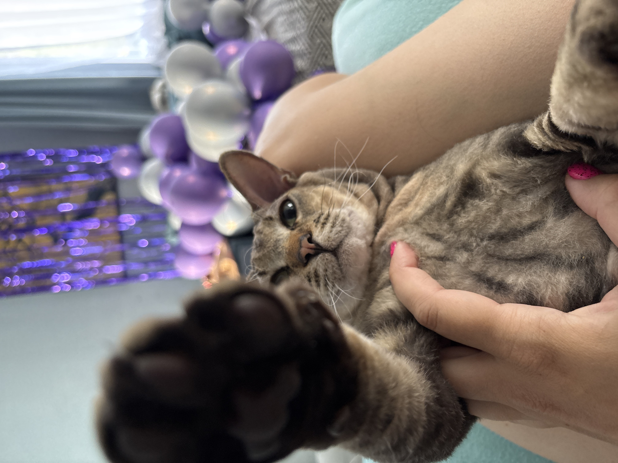 In an indoor setting, likely a bedroom decorated for a celebration, a close-up shot features a tabby cat being held. The cat is on its back, with its front paw extended towards the camera, obscuring a portion of the image. A human hand, with bright pink nail polish, is visible supporting the cat. In the background, a collection of purple and white balloons, along with a shimmering purple fringe curtain, suggest a festive occasion. The scene appears to be located in Natukhayevskaya, Russia, as inferred from the context.