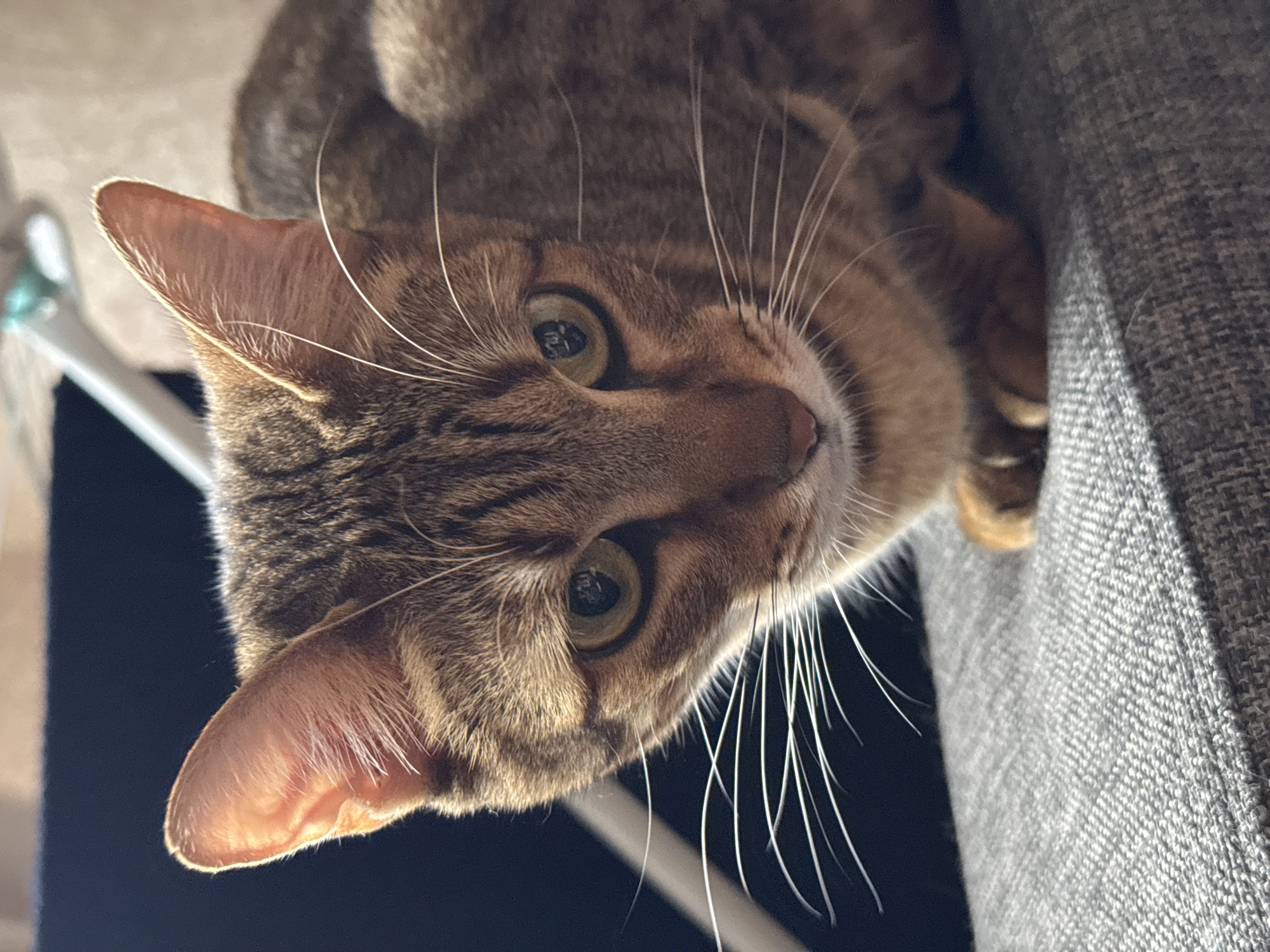 A tabby cat is captured in a close-up shot, its head angled towards the viewer. The cat is lying on a gray textured surface, possibly a couch or chair, illuminated by natural light that casts subtle shadows. The background is dark, with a hint of a white object, likely furniture, in the upper portion of the frame. The cat's fur is a mix of brown and black stripes, and its large, green eyes are focused and alert. Its whiskers are long and prominent, fanning out from its muzzle. The cat appears relaxed, with its paws tucked underneath its body. The image does not contain any discernible elements to suggest a specific location within Izhevsk, Russia.