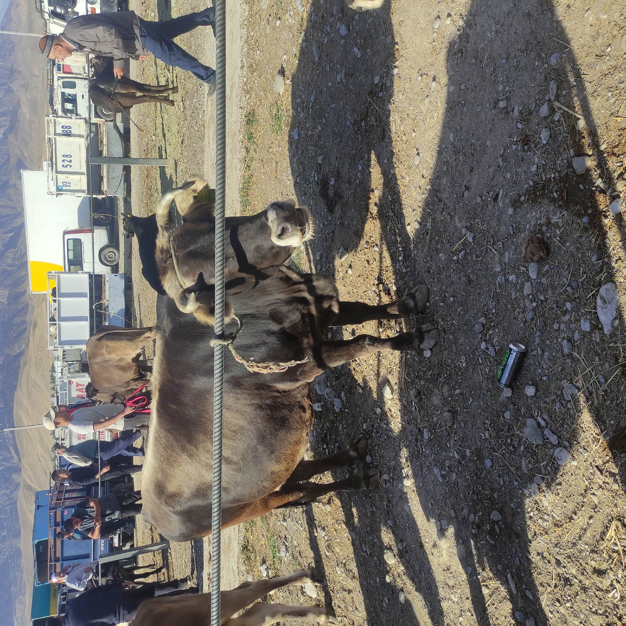 This image captures a scene at an outdoor market, likely a livestock market, in the city of Kara-Bulak, Kyrgyzstan. In the foreground, a large, brown cow with a rope around its neck stands tethered behind a metal bar. The ground is covered with gravel, dirt, and sparse dried grass, with prominent shadows cast by the sun. A discarded aluminum can and a small pile of dung are visible on the ground near the cow's hooves.
In the midground, several people are present, some appearing to be vendors or buyers. One man in a dark vest is looking down at his phone, while others stand around. A smaller brown calf is visible to the right, being led by a man in a grey jacket and blue pants, who is walking away from the camera. In the background, various trucks and trailers are parked, suggesting transportation of goods or animals. The landscape behind the market features dry, rolling hills under a clear, bright sky, typical of a mountainous region. The overall atmosphere suggests a busy, functional market environment.
