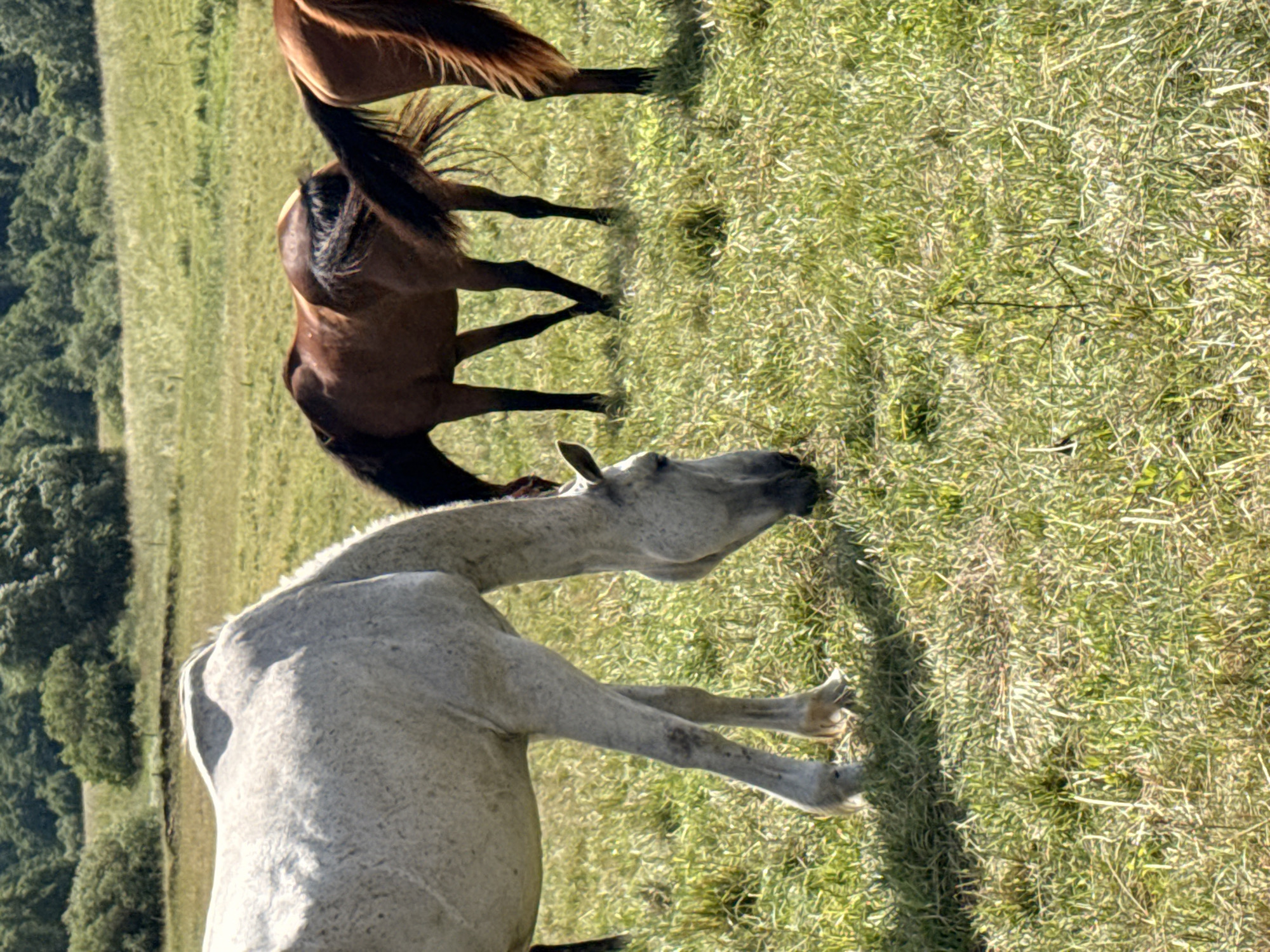 A group of horses are grazing in a grassy field in Galinė, Lithuania. A white horse is in the foreground, facing to the right and lowering its head to eat grass. Behind it, two brown horses are also grazing, with their backs to the camera. The field is covered in green grass and some scattered patches of dry grass. In the background, there is a line of trees and more distant hills under a bright, sunny sky. The overall scene depicts a tranquil, natural environment.