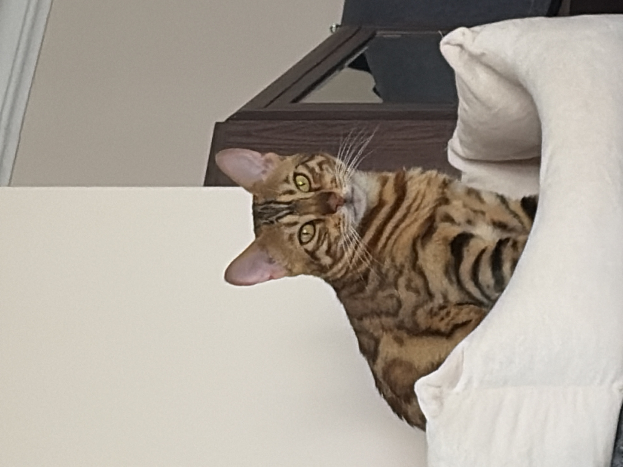 A Bengal cat with distinctive golden fur and black spots is sitting in a plush white cat bed. The cat is looking directly at the camera with bright yellow eyes. Behind the cat and cat bed, a wooden cabinet with glass doors is visible. The background consists of a light-colored wall. The scene appears to be indoors, likely in a residential setting. There is no indication of the cat's location in Krasnoyarsk, Russia.