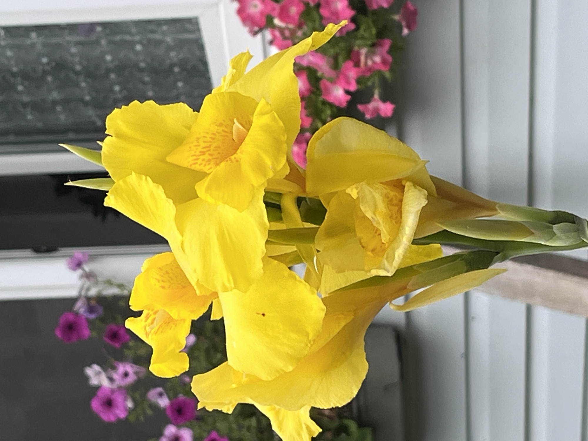 The image is a close-up, vertical, medium shot of a cluster of bright yellow Canna lilies in full bloom. The flowers are the primary subject, with their large, trumpet-shaped petals taking up most of the frame. Some of the petals have orange speckles. Behind the yellow flowers, out of focus, are smaller pink and purple petunias. The background consists of a light grey, horizontal-paneled wall and a window with a dark, textured curtain or blind. The overall lighting suggests an outdoor setting, likely a garden or porch, during daylight. There are no people or animals visible in the image. The image does not contain any elements that would suggest a specific location within the city of Chaikovsky, Russia.