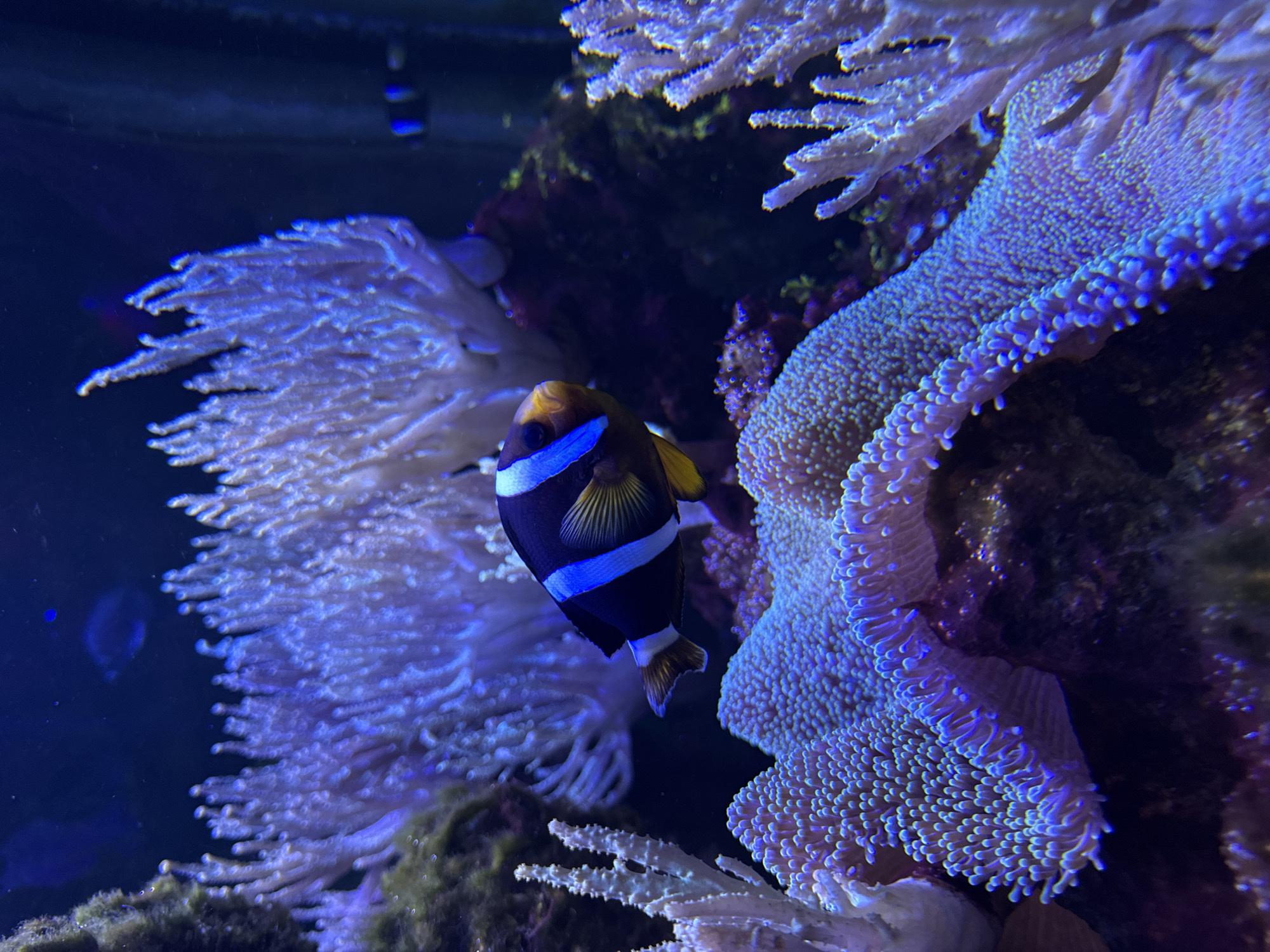 The image shows a fish in an aquarium. The fish is dark-colored with yellow and blue markings. The background includes aquatic plants and possibly coral. It is impossible to determine if the image was taken in Yevpatoriya, Ukraine, or to include details about the city. No people or interactions are depicted.
