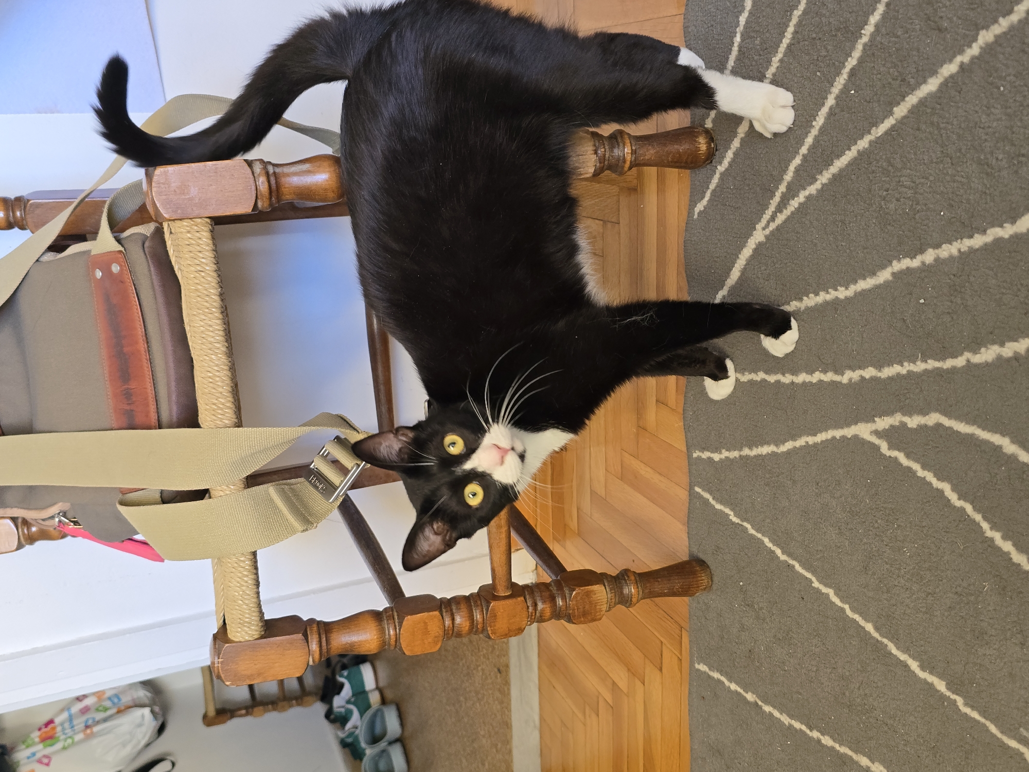 A black and white cat with bright yellow eyes is lying on a wooden chair, its body draped over the seat and back. The cat's tail curls up over the chair's top rail. A tan strap is attached to the chair, passing over the cat's body. The chair is positioned on a grey rug with white linear patterns. The background shows a wooden floor and a white wall. The scene appears to be indoors. The cat's posture and gaze suggest it is relaxed and aware of its surroundings. The lighting indicates it is daytime. There is no visible text in the image.