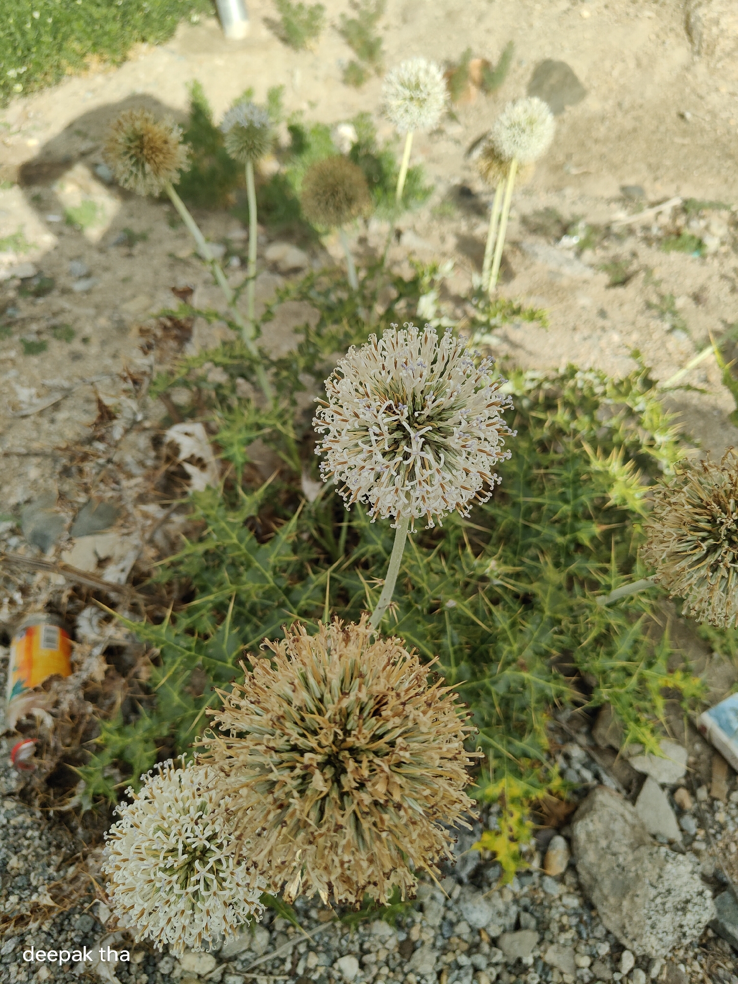 A close-up, slightly overhead shot captures several globe thistle flowers in various stages of bloom and decay amidst a dry, arid landscape. In the foreground, a white, spherical flower, composed of numerous delicate white petals and stamens, stands prominently. To its left and slightly behind, another white flower is visible. To the right and further back, a dried, brownish-yellow globe thistle is seen. More flowers, some appearing white and others brown, are scattered in the background. The plants have sharp, green, spiky leaves and stems. The ground is a mix of sand, small stones, and some debris, including what appears to be a crushed, orange and silver can on the left and a white and blue object on the right. The overall environment suggests a semi-arid region, possibly a roadside or uncultivated area. A faint shadow, possibly of a person, is cast across the sandy ground in the upper left portion of the image. The lower left corner of the image contains the watermark "deepak tha". The scene is consistent with the arid conditions found in Leh, India.