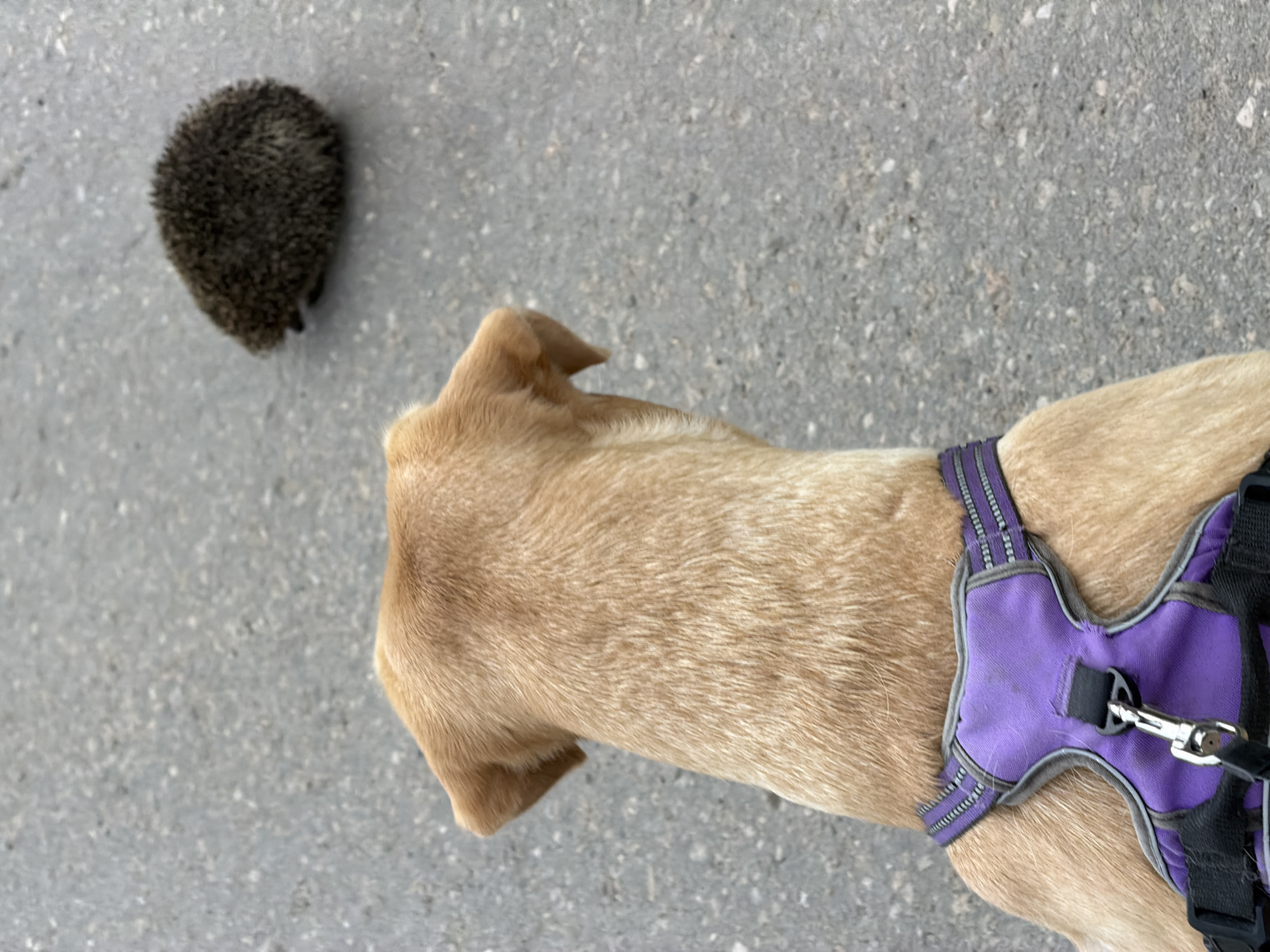 A close-up, over-the-shoulder shot shows a light brown dog wearing a purple harness. The dog is looking at a small hedgehog on a paved surface. The hedgehog is dark brown and appears to be curled into a ball. The pavement is gray and textured, with small white and black stones visible. The background is out of focus, but suggests an outdoor, urban environment.