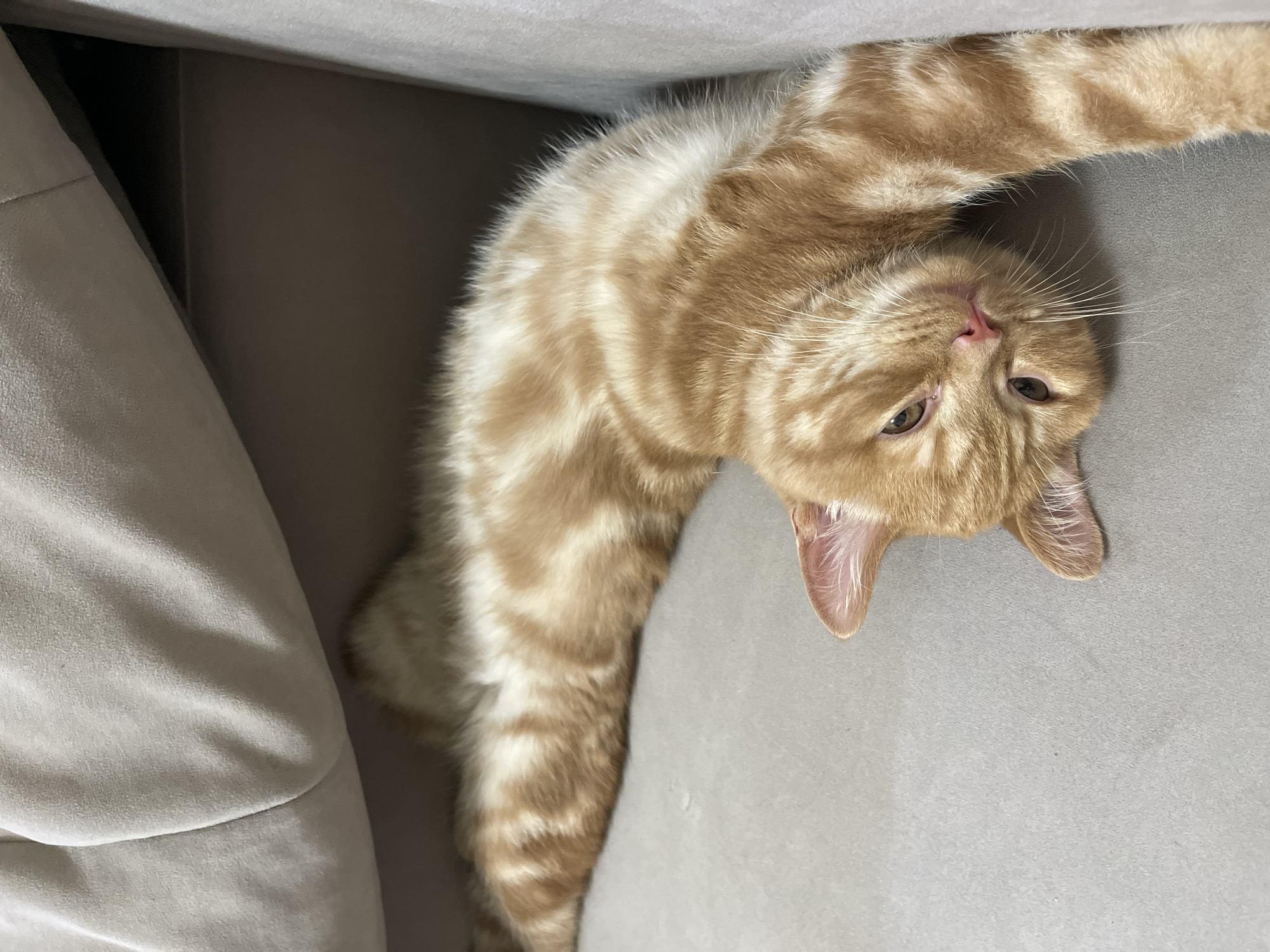 An orange tabby cat is lying on its back on a grey couch. The cat is in the center of the frame, with its head tilted upwards and its eyes looking towards the camera. Its body is stretched out, with its paws resting on the couch. The cat has a playful and relaxed expression on its face. The background is a blurred grey couch, with a hint of a wall behind it. The lighting is soft and diffused, suggesting an indoor setting during the daytime. There is no visible text in the image. The image appears to have been taken in a home environment.