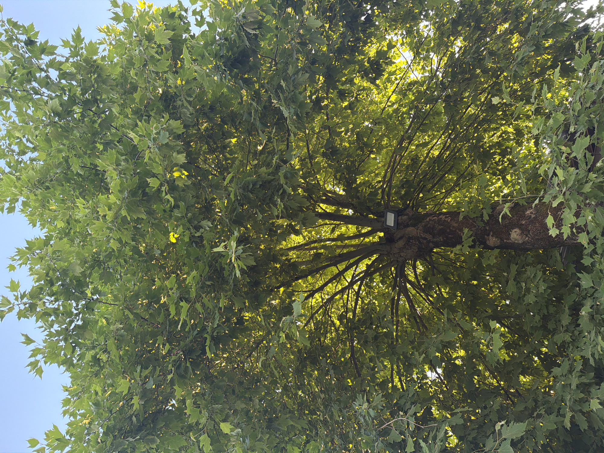 The image shows a close-up view of a large, leafy tree with sunlight filtering through its branches. The tree has a thick, textured trunk and is covered in lush green leaves, some of which are illuminated by the sun. A small, rectangular, light-colored fixture, likely a lamp or sensor, is attached to the trunk of the tree. The sky is visible above the canopy, appearing clear and blue. The scene is set outdoors, likely in an urban or suburban environment, given the presence of the fixture. The location is Tkhubyn, Abkhazia.