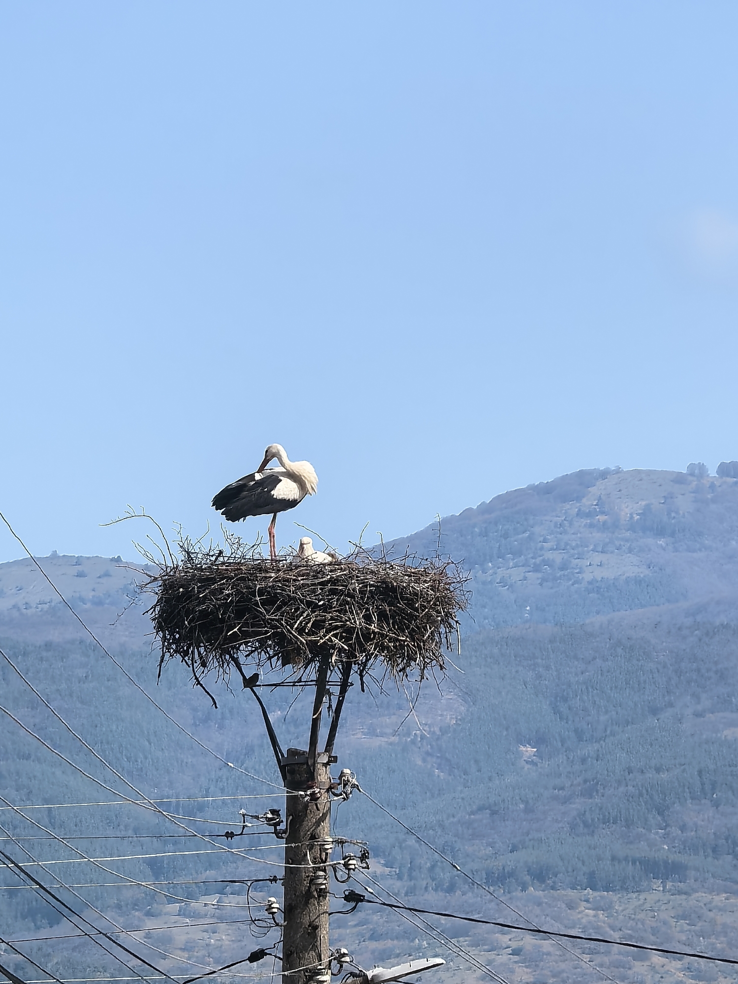 A white stork stands prominently in a large, intricate stick nest, which is perched atop a wooden utility pole. The stork has predominantly white plumage with black primary feathers and is captured in a moment of preening or resting, with one leg lifted. Next to it, a smaller, lighter-colored stork, likely a chick, is nestled deeper within the dark brown branches of the nest. The utility pole below is robust and weathered, featuring multiple ceramic insulators and a complex tangle of black electrical wires that stretch across the lower portion of the frame.
The background reveals a vast, clear, bright blue sky, indicating a sunny day. Below the sky, distant, undulating mountains dominate the horizon. These mountains are covered with a mix of sparse and dense forestation, suggesting a natural, possibly rural or semi-rural, mountainous environment. The scene depicts a peaceful moment of a stork family in their nest, adapting to human infrastructure within a scenic natural landscape. There is no visible text in the image.