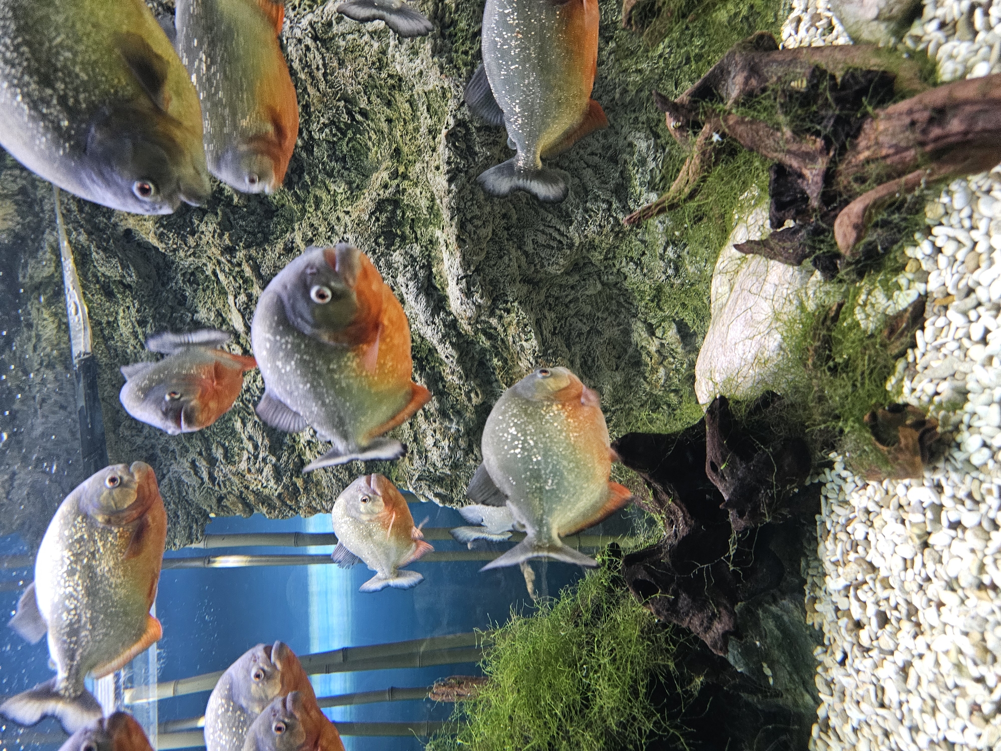 A view looking up into an aquarium, densely populated with piranhas. The fish are silver with orange bellies and are clustered near the top of the tank. The backdrop consists of a textured green rock-like surface. To the right of the frame, there is driftwood, moss, and light-colored pebbles. Blue light is visible near the bottom left, likely from a light source within the tank. The location is unknown, and the image provides no information regarding the city of Khimki, Russia.