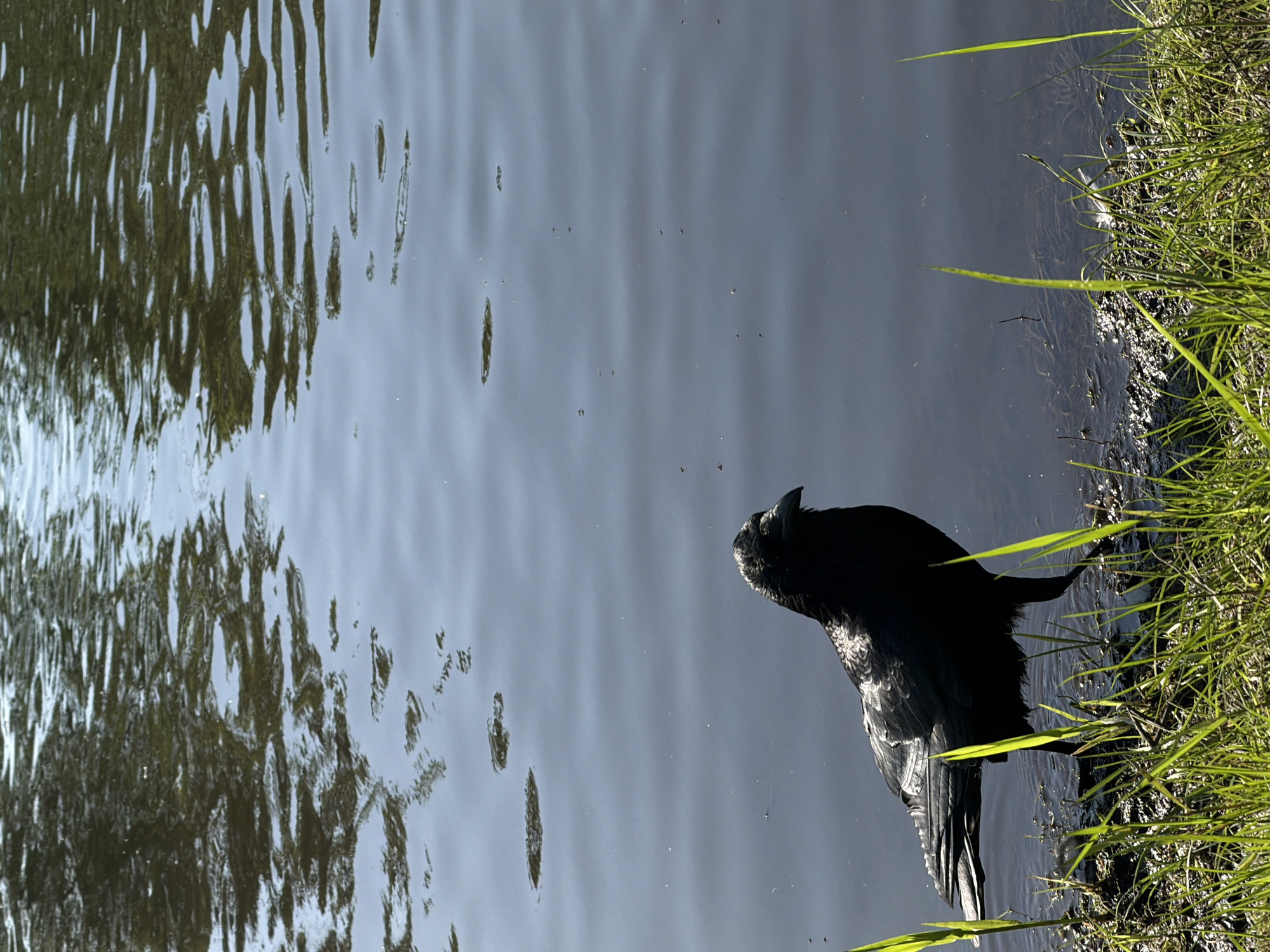 The image displays a dark, crow-like bird at the edge of a body of water, with reflections of trees on the water's surface and vibrant green grass along the bank.
A large, dark bird, possibly a crow or raven, is positioned in the lower right portion of the frame, partially in the water. Its head is turned towards the center of the water, suggesting it is drinking, bathing, or observing its surroundings. The bird's dark feathers show some texture and subtle highlights from the sunlight.
The majority of the image is dominated by the water's surface, which exhibits a calm yet rippled texture in various grey-blue tones. The left side of the water features prominent, distorted reflections of trees or dense green foliage, creating an abstract pattern. Numerous tiny specks, possibly insects or debris, are scattered across the water's surface.
Along the right and bottom edges of the frame, lush green grass grows densely, marking the shoreline. Some blades extend over the water, brightly lit by the sun. The bank beneath the grass appears dark, possibly muddy or stony.
The scene is illuminated by clear daylight, indicating a sunny day. This strong light creates bright highlights on the grass and vibrant, moving reflections on the water. The overall impression is one of tranquility in a natural outdoor setting, located in Krasnoyarsk, Russia. There is no visible text in the image.