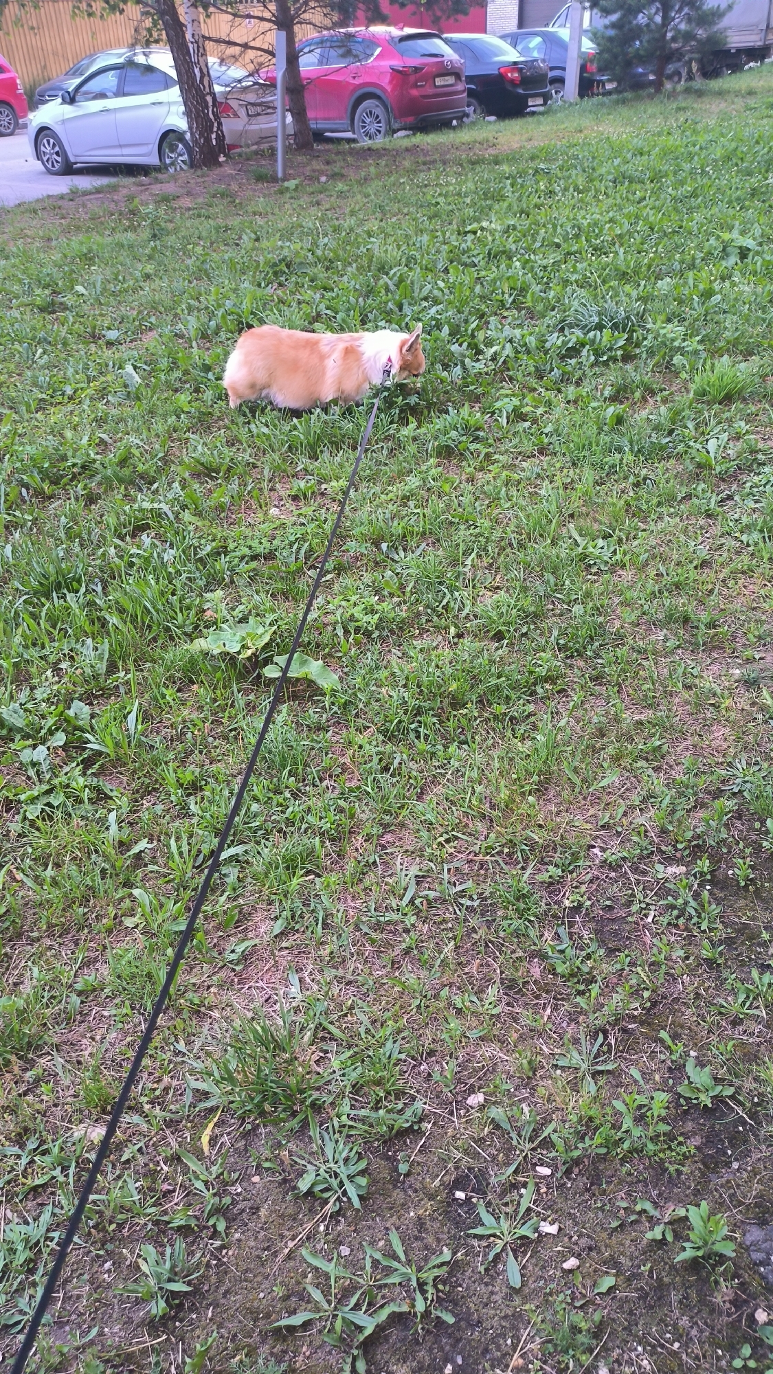 An orange and white corgi is walking on a grassy area, presumably in the city of Kovrov, Russia. The dog is on a leash. In the background, several cars are parked. The scene appears to be in a residential area.
