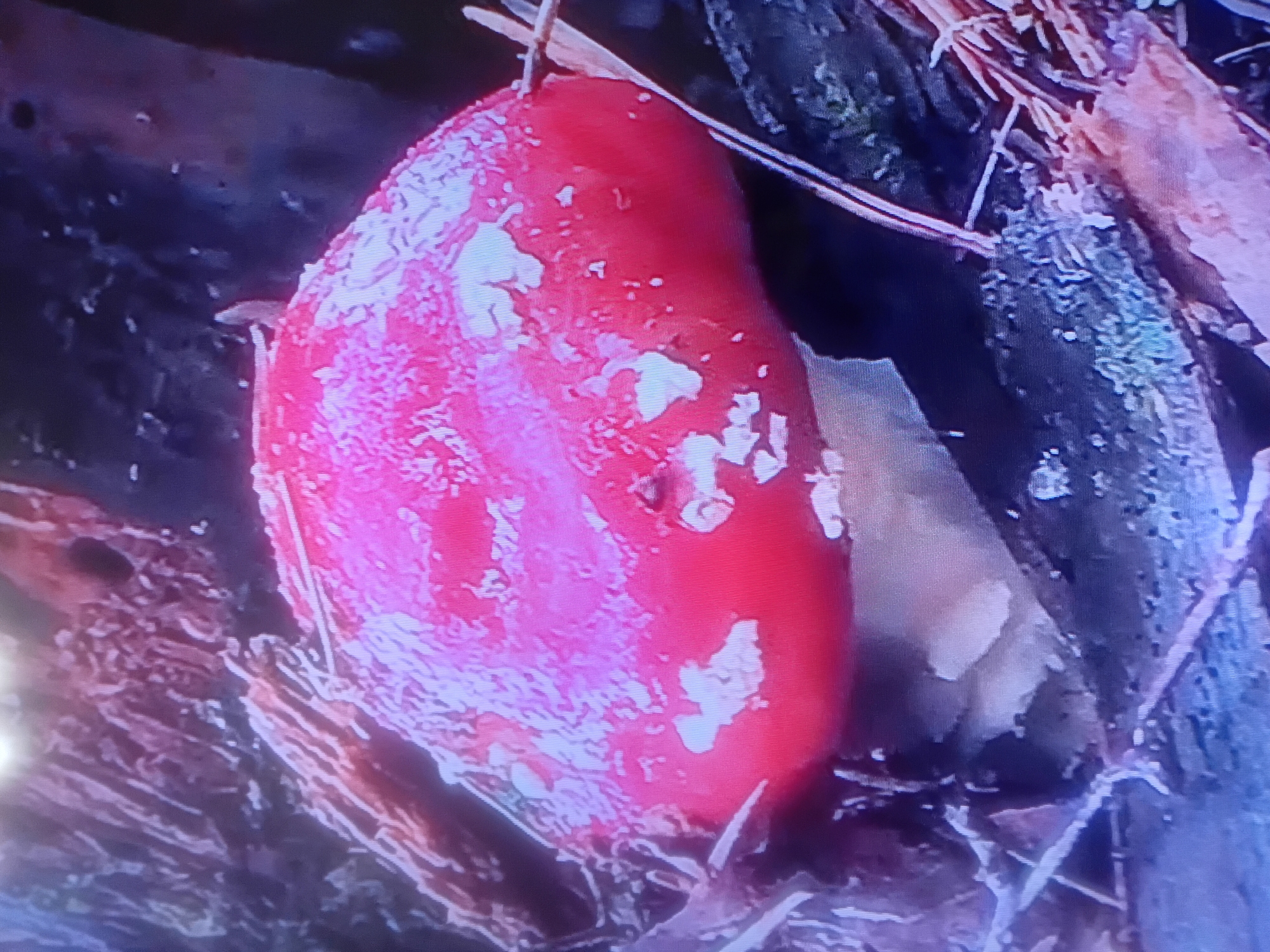 A close-up, horizontal, slightly blurry image shows a red mushroom with white spots nestled among fallen leaves and pine needles on the forest floor. The mushroom is the primary subject, dominating the center of the frame. Its cap is a vibrant red, appearing slightly moist, with irregular white patches scattered across its surface. The underside of the cap is a pale, creamy white. The mushroom is positioned on a bed of dark, rich soil mixed with decaying organic matter, including brown leaves and thin, dried pine needles. Some thin, dry twigs are also visible, partially obscuring the mushroom. The background is out of focus and consists of more of the forest floor, with dark shadows and hints of brown and purple hues, suggesting a shaded area. There is no indication of the city of Petropavl, Kazakhstan, in the image.