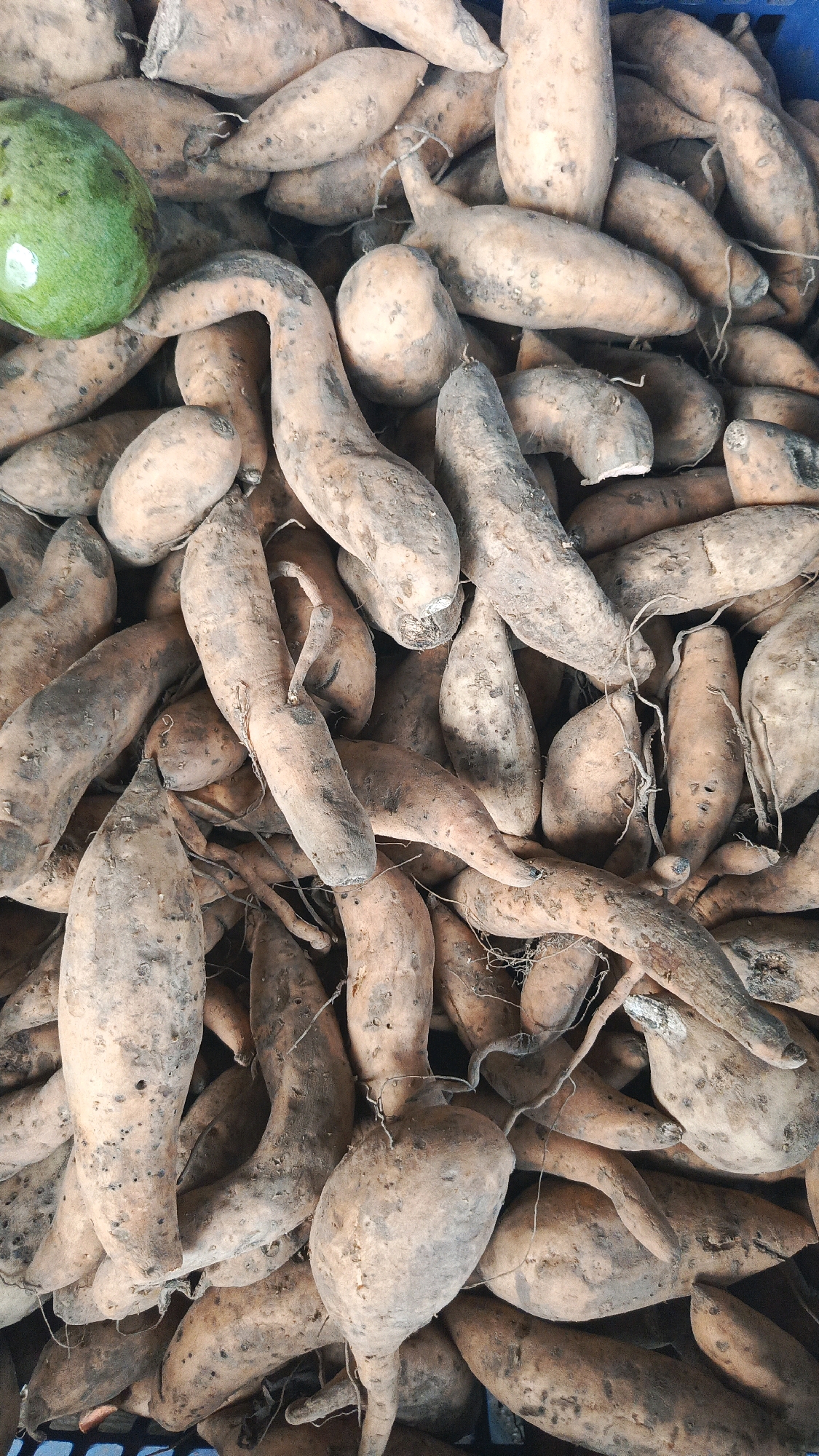 A high-angle, overhead medium shot captures a large pile of sweet potatoes, many with dirt still clinging to their skins. The sweet potatoes are of varying shapes and sizes, with some appearing elongated and curved, while others are more oval. A single green, unpeeled fruit, possibly an avocado, is nestled among the sweet potatoes in the upper left quadrant of the image. The background is a dark, likely blue, container. The lighting is even, suggesting it is daytime, possibly in an outdoor market setting in Kadipaten, Indonesia, given the context. There are no people visible in the frame, and no specific actions are taking place other than the passive arrangement of produce.
