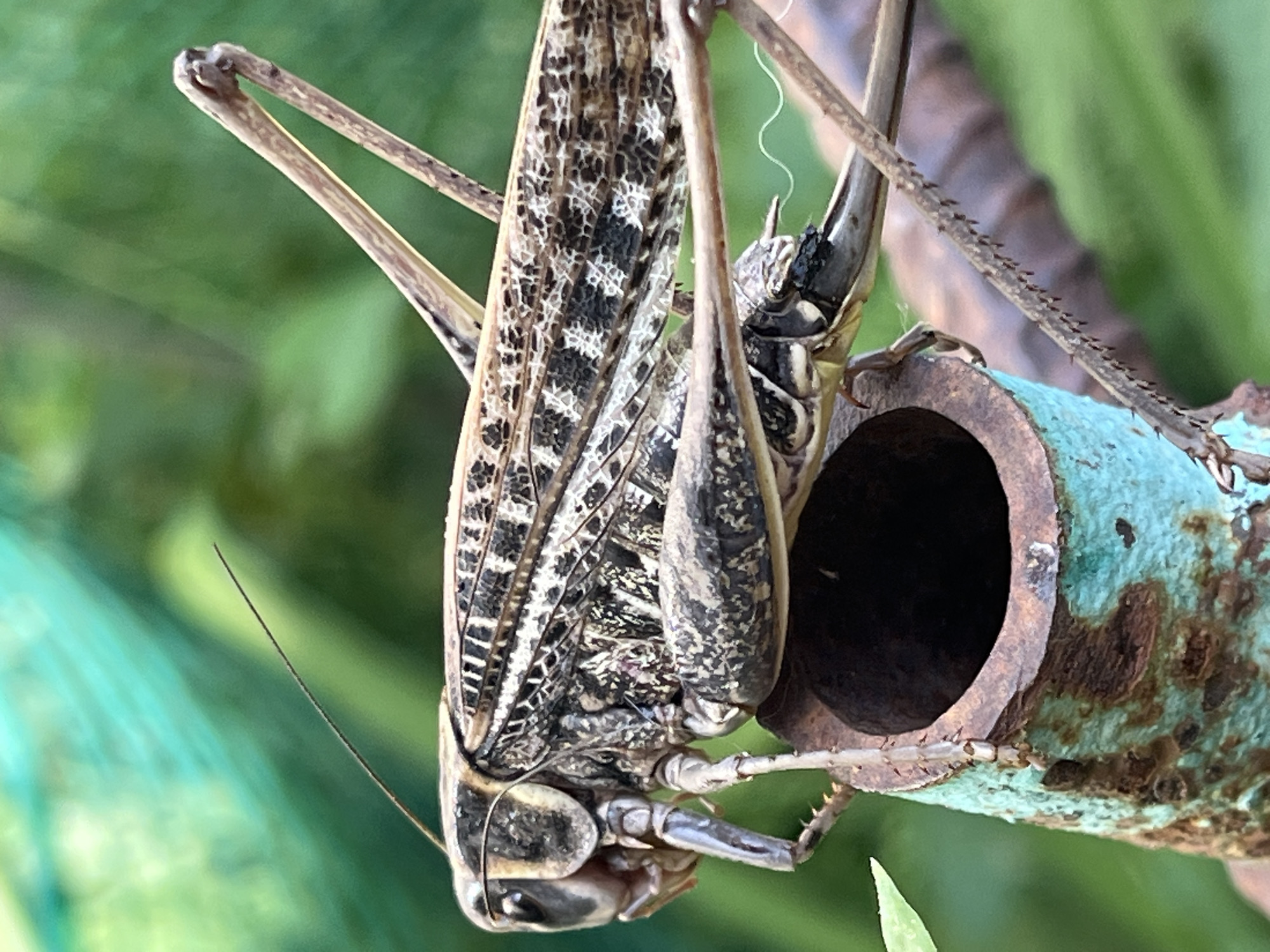 This media file is a close-up, eye-level shot of a grasshopper hanging upside down on a rusty, turquoise-colored pipe. The grasshopper is the primary subject, with its intricate wing patterns and spiky legs clearly visible. Its body is predominantly brown and black with a mottled, textured appearance. The pipe it is clinging to appears weathered, with patches of rust and a faded turquoise coating. The background is a blur of green foliage, suggesting an outdoor setting, possibly a garden or natural environment.
The image focuses on the details of the grasshopper and its immediate surroundings. The time of day appears to be daytime, indicated by the bright lighting that casts subtle shadows and highlights the textures of the grasshopper's exoskeleton and the pipe. There are no people or text visible in the image. The overall impression is one of a still-life nature shot, highlighting the delicate and complex details of the insect and its interaction with man-made, albeit decaying, objects. The location context provided is Krasnyye Barrikady, Russia, which does not offer specific visual cues within the image itself. The grasshopper is in a state of rest, not actively engaged in any discernible activity beyond its clinging posture.