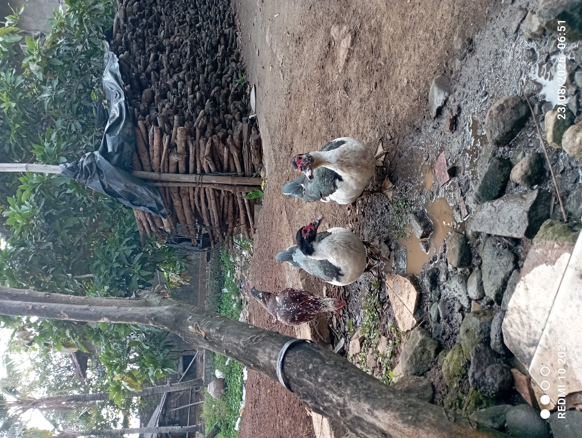 In Dukuhseti, Indonesia, a rustic outdoor scene unfolds. A large, gnarled tree trunk dominates the foreground, its bark textured and weathered. To its left, a hen with speckled brown and white plumage pecks at the damp, reddish-brown earth. In the center of the frame, two large Muscovy ducks stand near a muddy puddle, their white bodies contrasting with dark grey wings and distinctive red caruncles around their eyes. Behind the ducks, a substantial pile of chopped wood is stacked, some of it covered by a black plastic tarp. Lush green foliage and palm trees are visible in the background, suggesting a tropical environment. The ground is uneven, a mixture of dirt, small stones, and patches of mud, indicating a natural, unpaved area. The overall impression is one of a simple, rural setting.