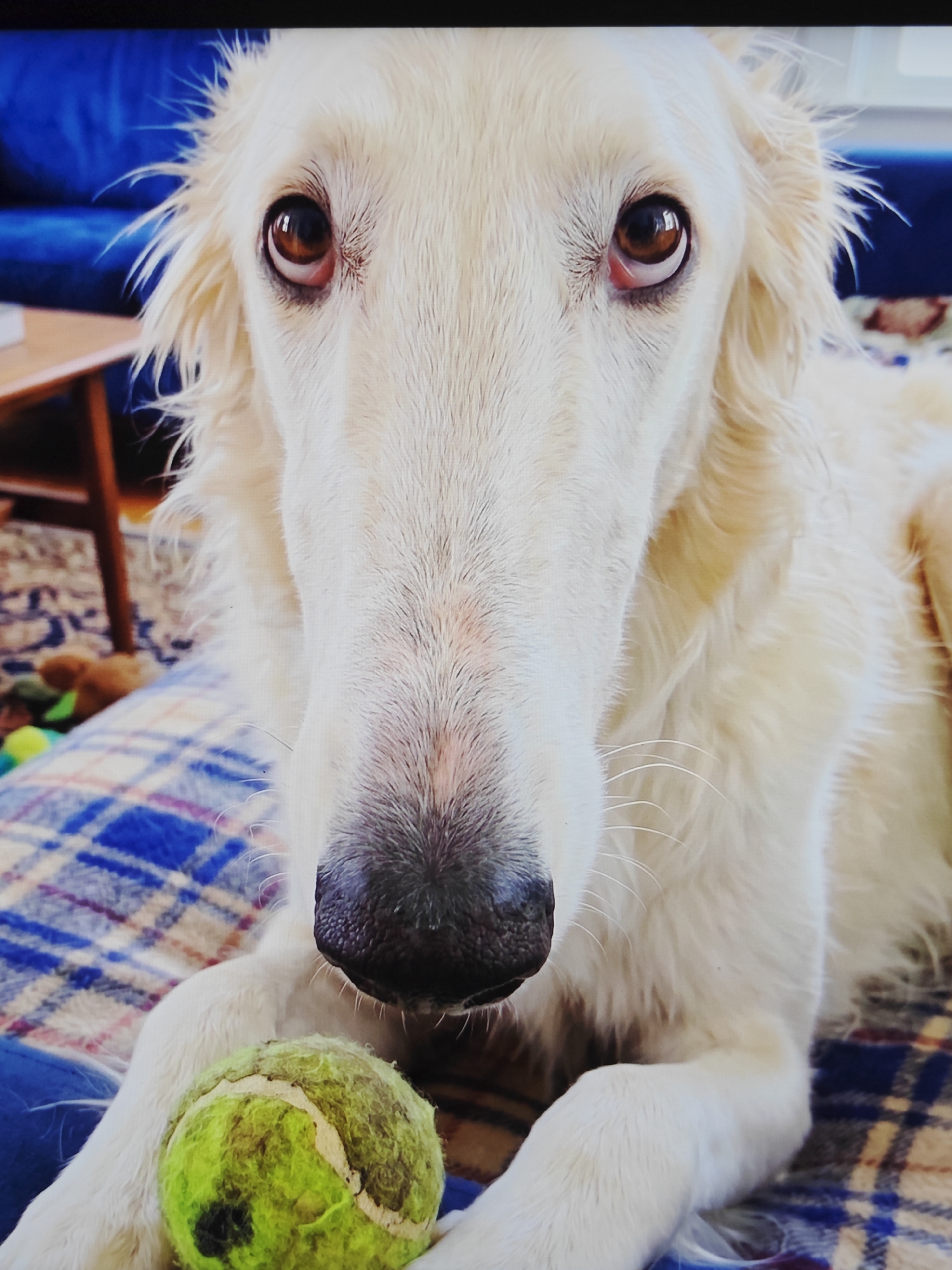 An extreme close-up shot focuses on the face of a white Borzoi dog, which is lying down on a blue and brown plaid blanket. The dog's head is angled slightly downwards and towards the viewer. Its long, narrow snout and large, dark brown eyes dominate the frame. The dog's fur is a pale cream color, with wisps of hair framing its face and ears. A slightly worn, yellow-green tennis ball rests on the blanket between the dog's front paws. The background is blurred, but hints of a blue couch and a wooden table are visible. The lighting appears to be natural, casting a soft glow on the dog's face.