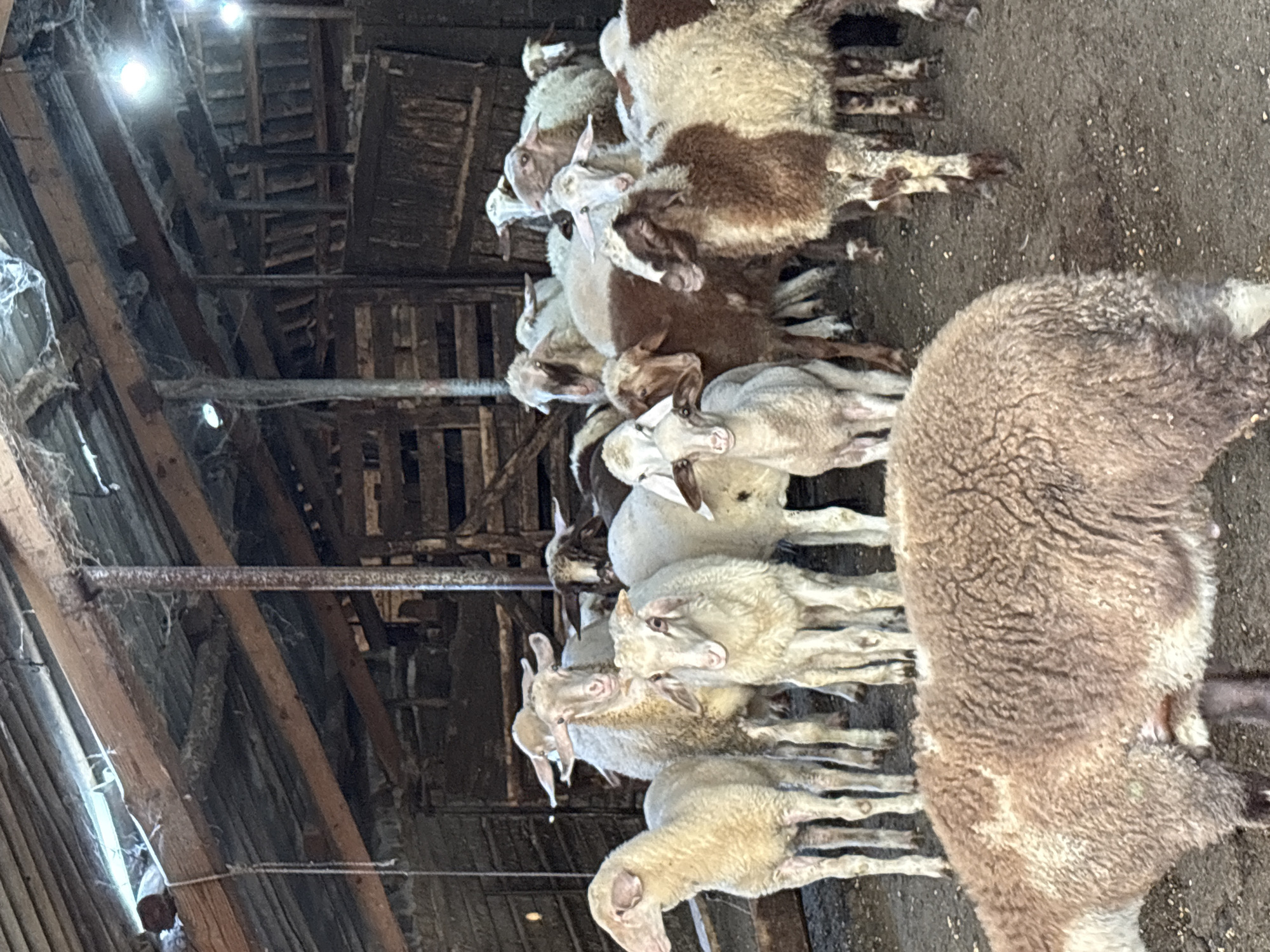 This is a medium-shot, eye-level, outdoor photograph of a flock of sheep inside a rustic barn. The barn structure appears old, with wooden beams and slats visible throughout. Cobwebs are present in the upper portion of the barn. Several sheep are the primary subjects, with some facing the camera and others turned away. One sheep in the foreground is facing away from the camera, its back to the viewer. The sheep are of varying colors, including white, brown, and mottled brown and white. The ground of the barn is dirt and scattered with feed. The overall impression is a rural, agricultural setting. The location is the village of Tankovo, Bulgaria.