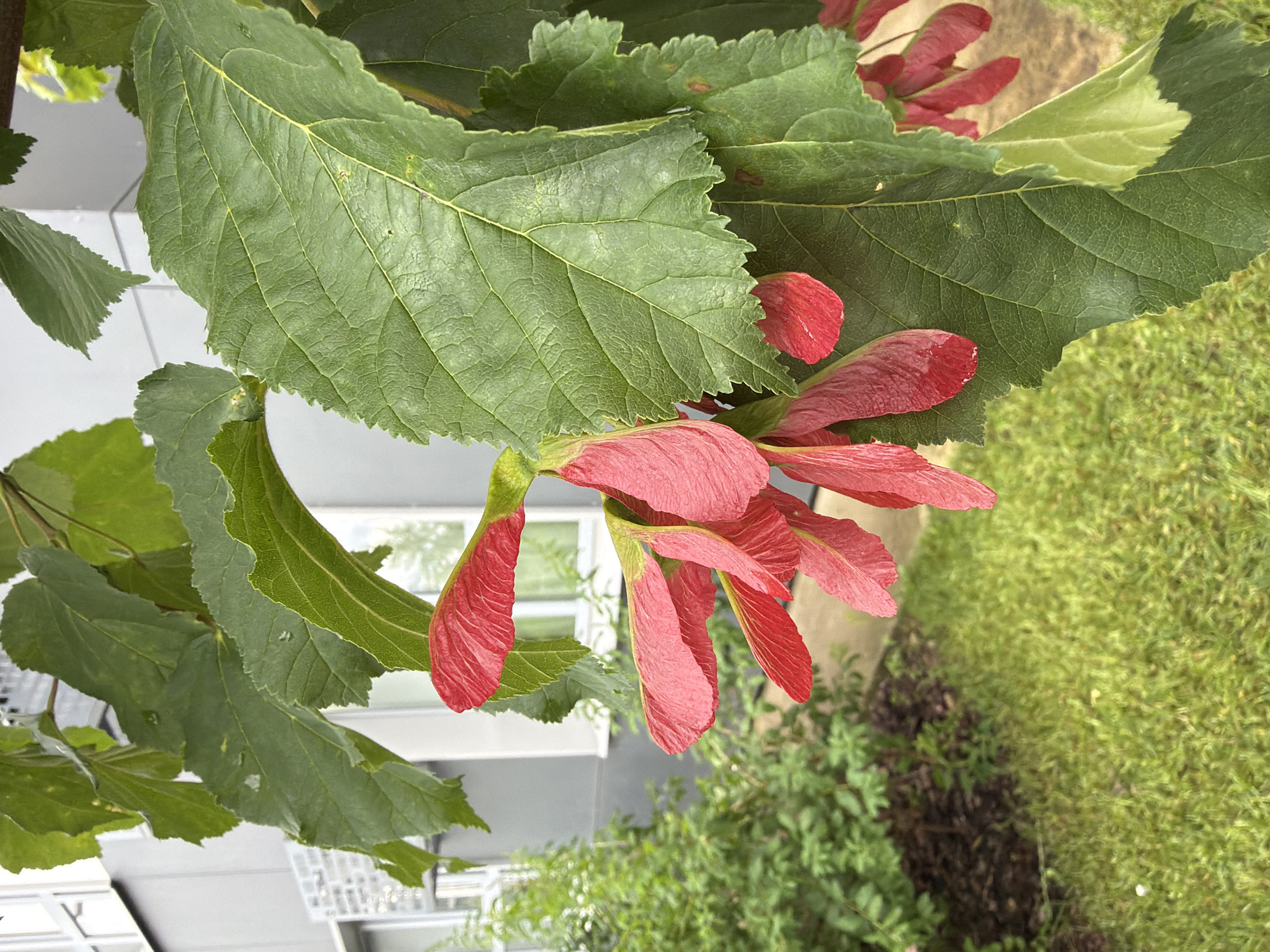 A close-up shot showcases the vibrant red helicopter seeds of a tree against a backdrop of large, green leaves. The seeds, with their characteristic wing-like structures, hang in clusters from a branch, appearing to be in the process of falling or dispersing. The leaves are broad and serrated, with visible veins and some signs of natural wear, like minor tears and brown spots.
The scene is outdoors, suggested by the natural elements of the tree and the presence of green grass in the background, which appears slightly out of focus, indicating a shallow depth of field. To the left, a modern building with reflective windows and white architectural elements is partially visible, hinting at an urban or suburban setting. The lighting suggests it could be daytime, with soft light illuminating the subjects.
No people are visible in the image, and there is no discernible text. The focus is entirely on the natural beauty of the tree's seeds and foliage, creating a peaceful and organic composition. The contrasting colors of the bright red seeds against the deep green leaves are striking, drawing the viewer's attention to the delicate details of the seeds' structure. The overall impression is one of nature's ephemeral beauty, perhaps during the late spring or summer season when these seeds are typically mature.
