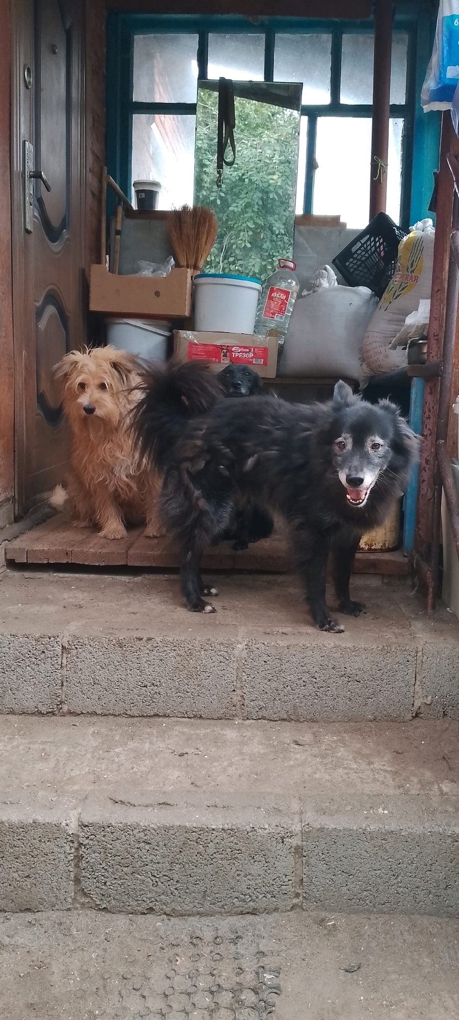 Two dogs are pictured on a stoop in front of a building. On the left, a small, tan, shaggy dog sits facing left. On the right, a larger black, shaggy dog stands facing the camera, mouth open. The background shows a doorway, shelves with various items including buckets, bags of what appears to be grain, and a plastic bottle. A broom leans against the wall. The stoop is made of concrete blocks. The image appears to have been taken outdoors in a setting that could be a residential yard in Belgorod, Russia, given the context.