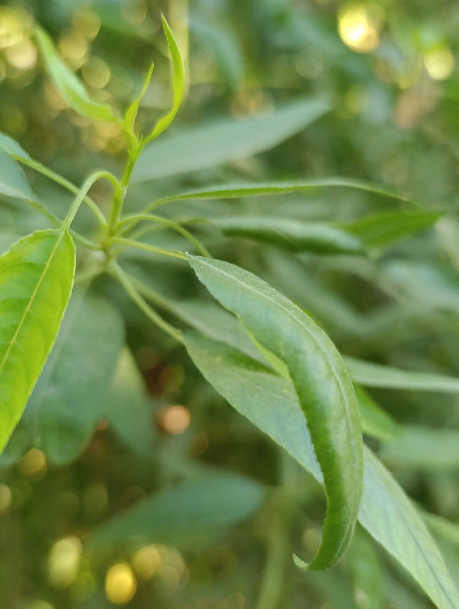 The image is a close-up, vertical shot of green leaves on a branch, with a shallow depth of field that blurs the background into soft circles of light. The leaves are elongated and pointed, with visible veins on some. The foreground leaf is particularly detailed, showing a slight curl at its tip. The lighting suggests it is daytime, with sunlight filtering through. The scene is natural, likely in a park or garden. There is no indication of the location being Halkabad, Uzbekistan, as the image contains no identifying features related to that city.