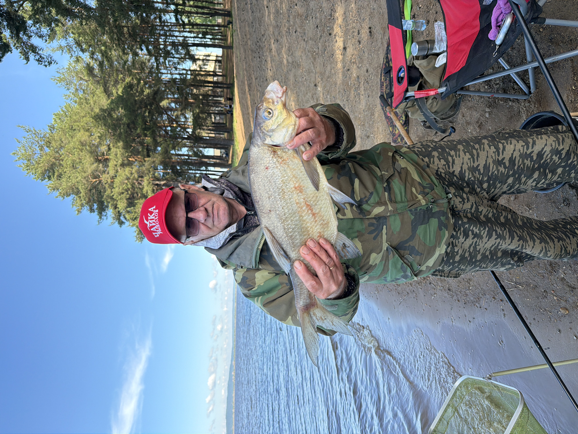 The image, taken in Chaikovsky, Russia, captures a man standing on a sandy bank next to a body of water, proudly holding a large, freshly caught fish. The man, seen from the waist up, wears a camouflage jacket and pants, sunglasses, and a red baseball cap with the white text "ЧАЙКОВСКИЙ РЫБОЛОВ" (Chaikovsky Fisherman). He holds the silvery-scaled fish horizontally with both hands, its mouth slightly open, looking towards the viewer with a content expression.
The setting is a natural outdoor environment, likely a riverbank or lakeside. Tall, green coniferous trees, possibly pines, line the distant bank, providing a forested backdrop under a clear, bright blue sky with sparse white clouds. Gentle ripples are visible on the surface of the water, which extends to the horizon.
To the man's right, parts of his fishing gear are visible on the bank, including a red and black folding chair, a fishing rod propped up, and a green landing net partially submerged in the shallow water near the bank. A black bucket can also be seen next to the chair. The scene depicts a successful fishing trip on a clear, sunny day, emphasizing the man's achievement with his catch in a serene natural setting.
