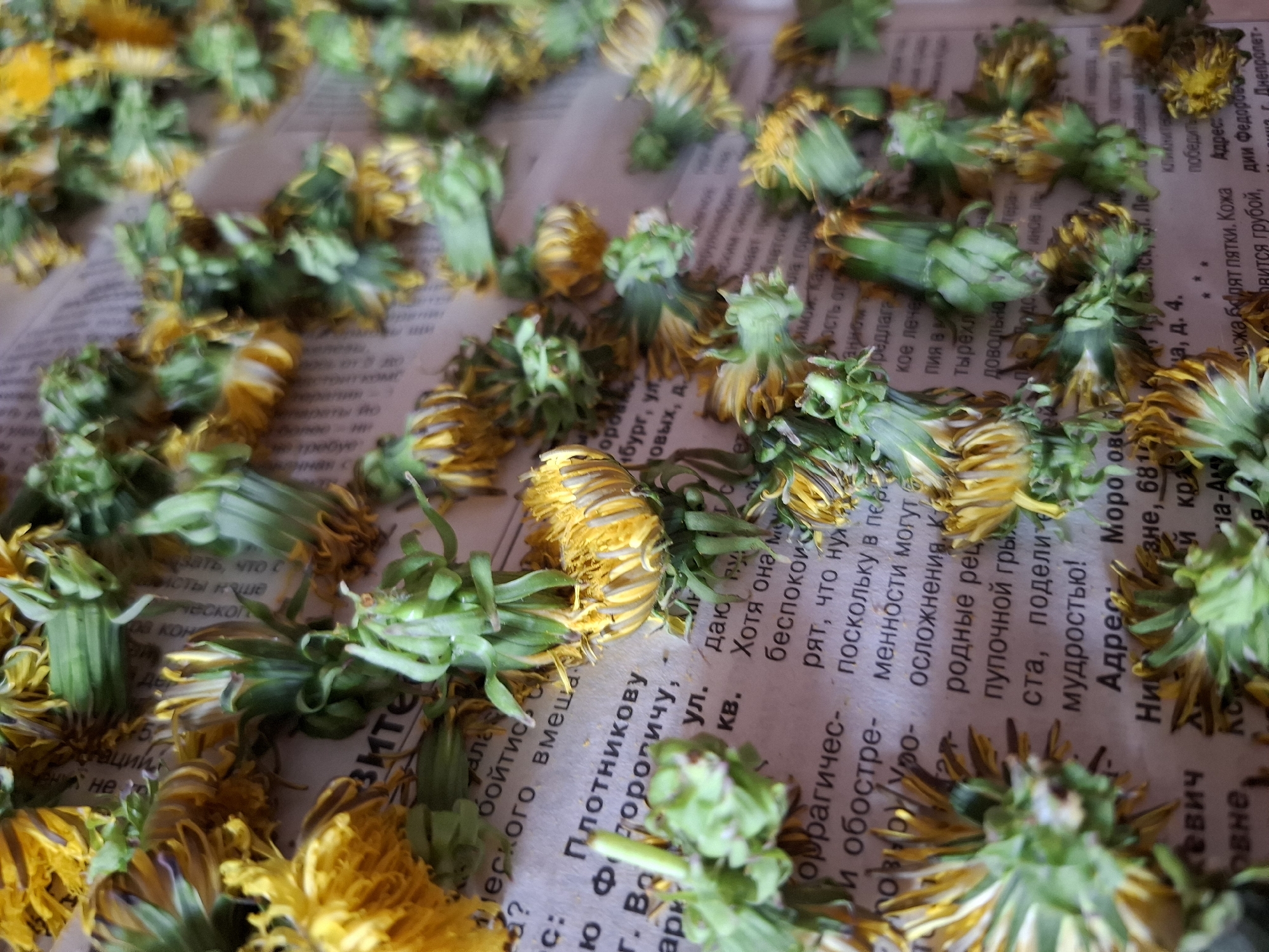 The image shows a close-up of dried dandelion heads scattered across a newspaper page. The newspaper has text in Russian, specifically mentioning the city of Dnipropetrovsk, street address "Nizne, 681sk, ul. Le" and mentioning "Plotnikovu" and "Fedoro-vich." The dandelions are a mix of yellow and green, indicating they are in the process of drying. The scene appears to be indoors, possibly for herb drying purposes. The location is inferred to be related to the city of Amzya in Russia based on the OCR results.